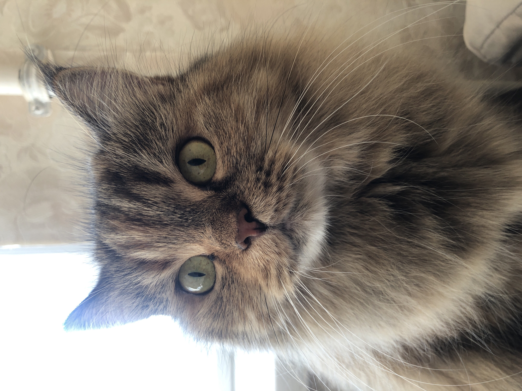 A close-up, eye-level, portrait-oriented photograph shows a fluffy cat with green eyes and brown and tan fur. The cat's head is facing forward, and its eyes are looking directly at the camera. The cat's ears are perked up and pointed, and its whiskers are long and white. The background is blurred and appears to be a wall with a light-colored pattern. There is a white pipe or fixture visible in the upper right corner of the image. The lighting is bright, coming from the left side of the frame, creating a soft glow around the cat's fur.