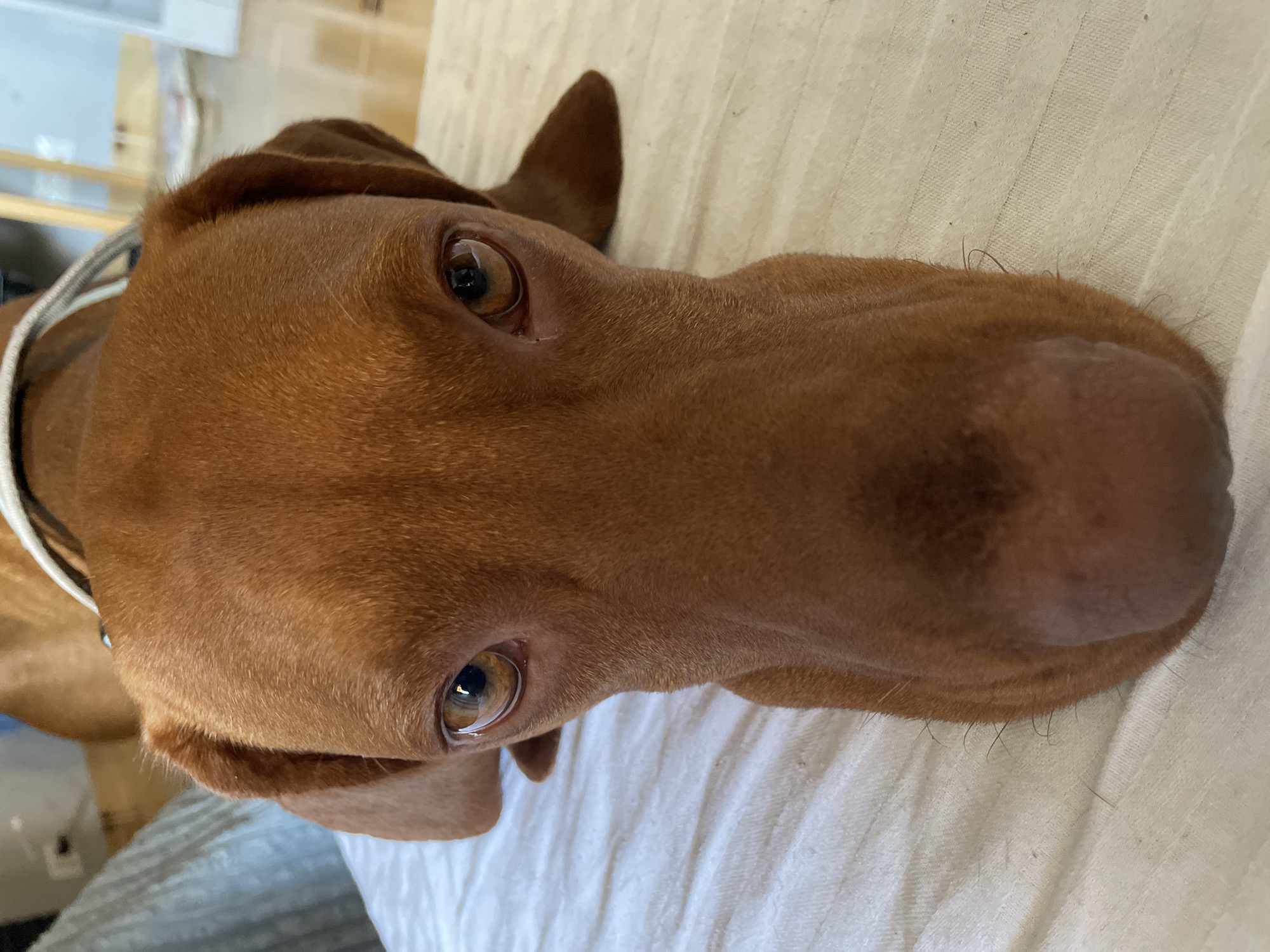 A head-on, close-up, eye-level shot captures the face of a Vizsla dog. The dog is positioned on a white, textured surface, possibly a blanket or bedspread. Its copper-colored fur is short and smooth, with a noticeable shine. The dog's eyes, a striking amber color, are the focal point, appearing alert and directly at the camera. The lighting is bright and even, casting soft shadows that highlight the contours of the dog's face. The background is blurred, with hints of a blue object on the left and a wooden floor or furniture on the right, suggesting an indoor setting. The overall impression is intimate and direct, emphasizing the dog's expressive gaze. There is no indication of the location being Herceg Novi, Montenegro, or any specific city.