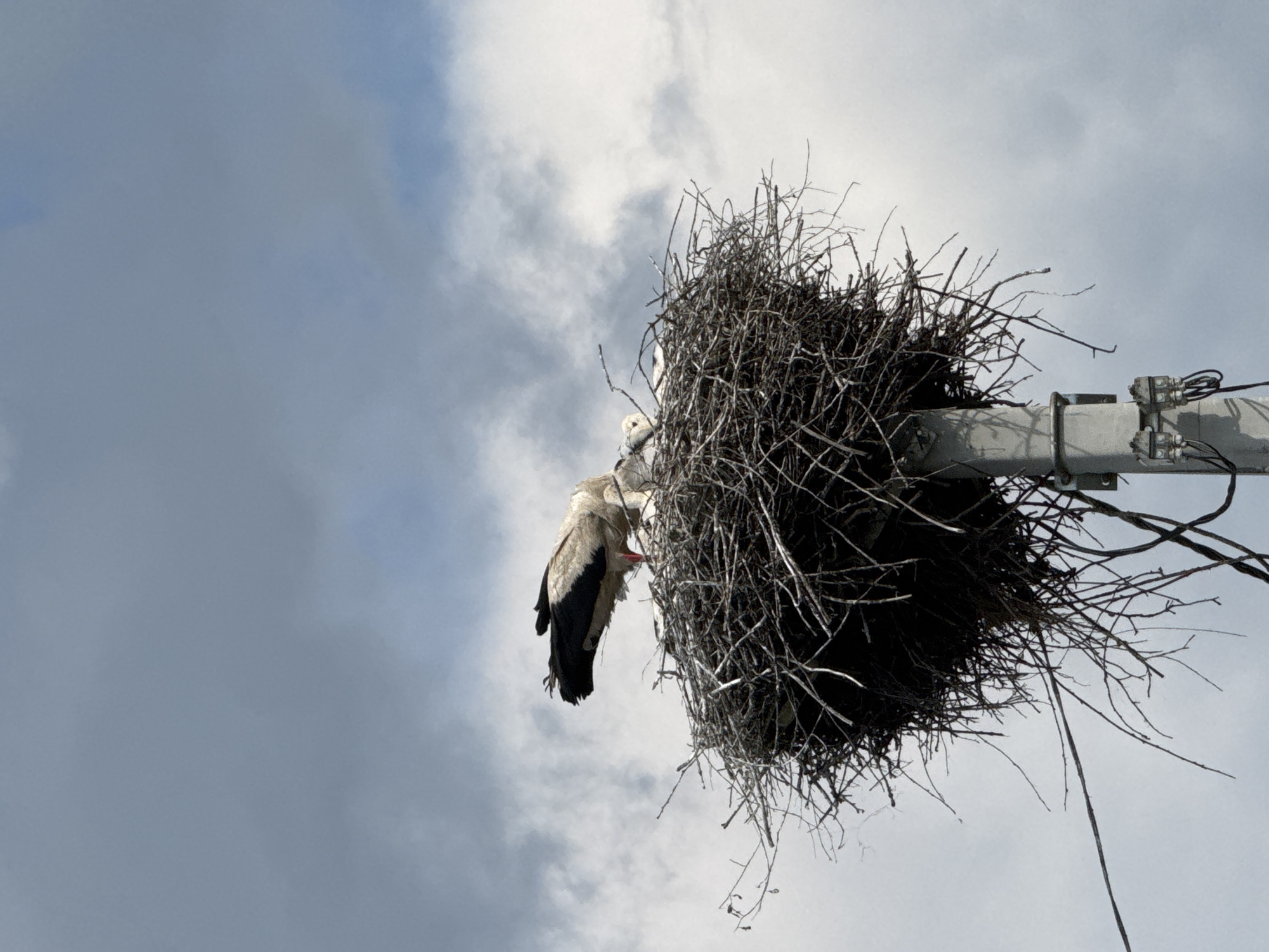 The image shows a stork's nest constructed from twigs, perched atop a utility pole in Cherven, Belarus. A white stork with black wing markings is visible in the nest, appearing to tend to its young. The sky above is overcast with dramatic clouds. The utility pole has visible electrical components attached to it.
