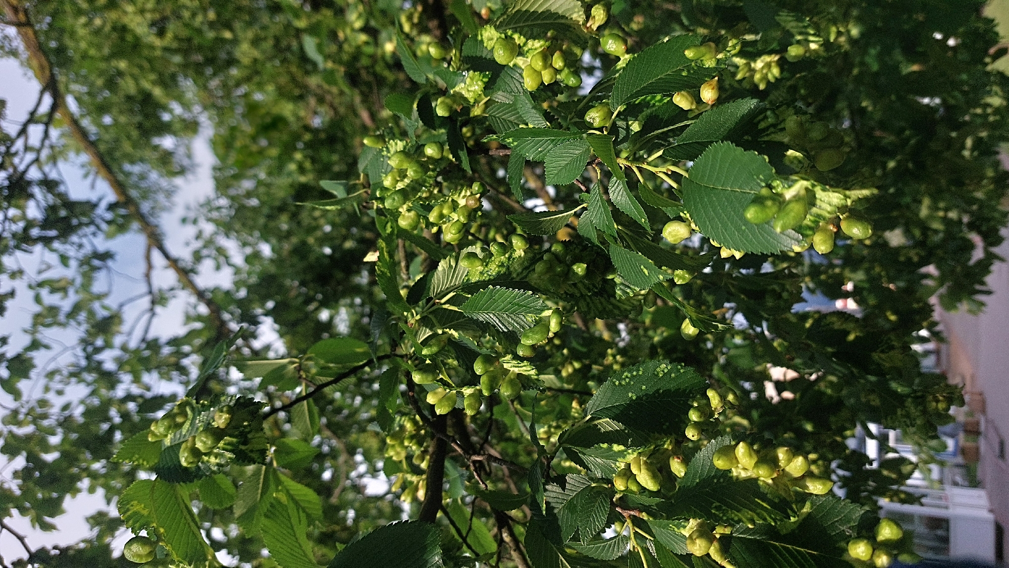 The image shows a close-up of a tree branch laden with small, green, unripe fruits or seed pods. The leaves are dark green and have serrated edges. The background is blurred, suggesting the image was taken in an outdoor environment, possibly a park or street in the city of Masty, Belarus. A hint of a building or structure is visible in the lower left portion of the image. The lighting suggests it is daytime. No people are visible in the image.