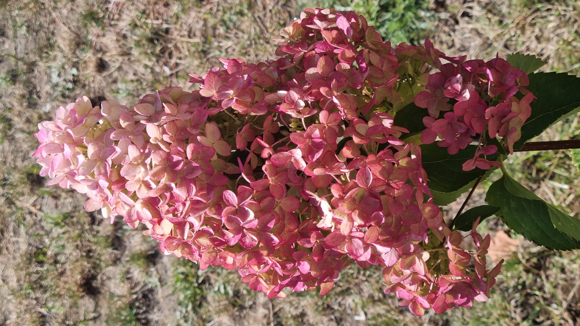 A close-up, eye-level shot focuses on a large cluster of pink and pale green hydrangea flowers. The blooms are dense and cone-shaped, with many individual florets that have five petals. The flowers transition from a lighter pink at the top to a deeper pink and reddish hue towards the bottom, with some hints of green throughout. The background is blurred and consists of dry, brown grass and some patches of green vegetation, suggesting an outdoor setting during a dry period. The lighting indicates it is daytime, likely sunny, casting subtle shadows on the petals. The lower part of the image shows a few large, dark green hydrangea leaves and a dark stem. There are no people or animals visible in the scene. The image appears to be taken in an outdoor, possibly a garden or park setting, in the city of Smila, Ukraine, given the context of the query.