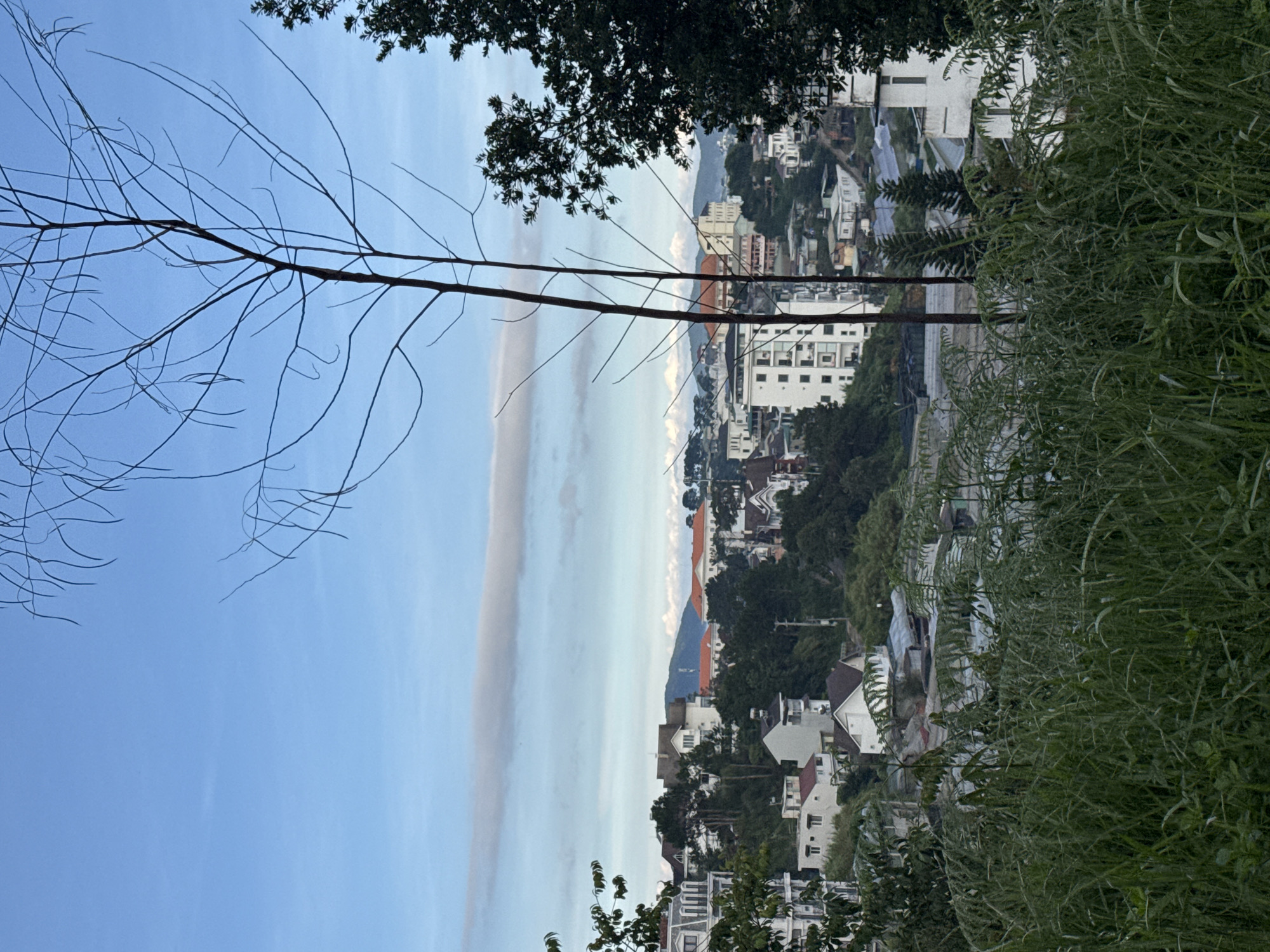The image depicts a panoramic view of the city of Da Lat, Vietnam, characterized by its hilly terrain and distinctive architecture. In the foreground, lush green grass and the bare branches of a tree dominate the lower part of the frame, creating a naturalistic foreground. The mid-ground reveals a dense cluster of buildings, a mix of residential houses and larger, multi-story structures with white facades and red-tiled roofs, indicative of colonial or French-influenced architecture. These buildings are interspersed with a significant amount of greenery, including trees and shrubs, suggesting a city integrated with nature. The background features rolling hills and mountains, with a faint, elongated cloud formation stretching across the horizon under a pale blue sky. The overall impression is one of a charming, somewhat serene urban landscape nestled within a verdant, mountainous region.