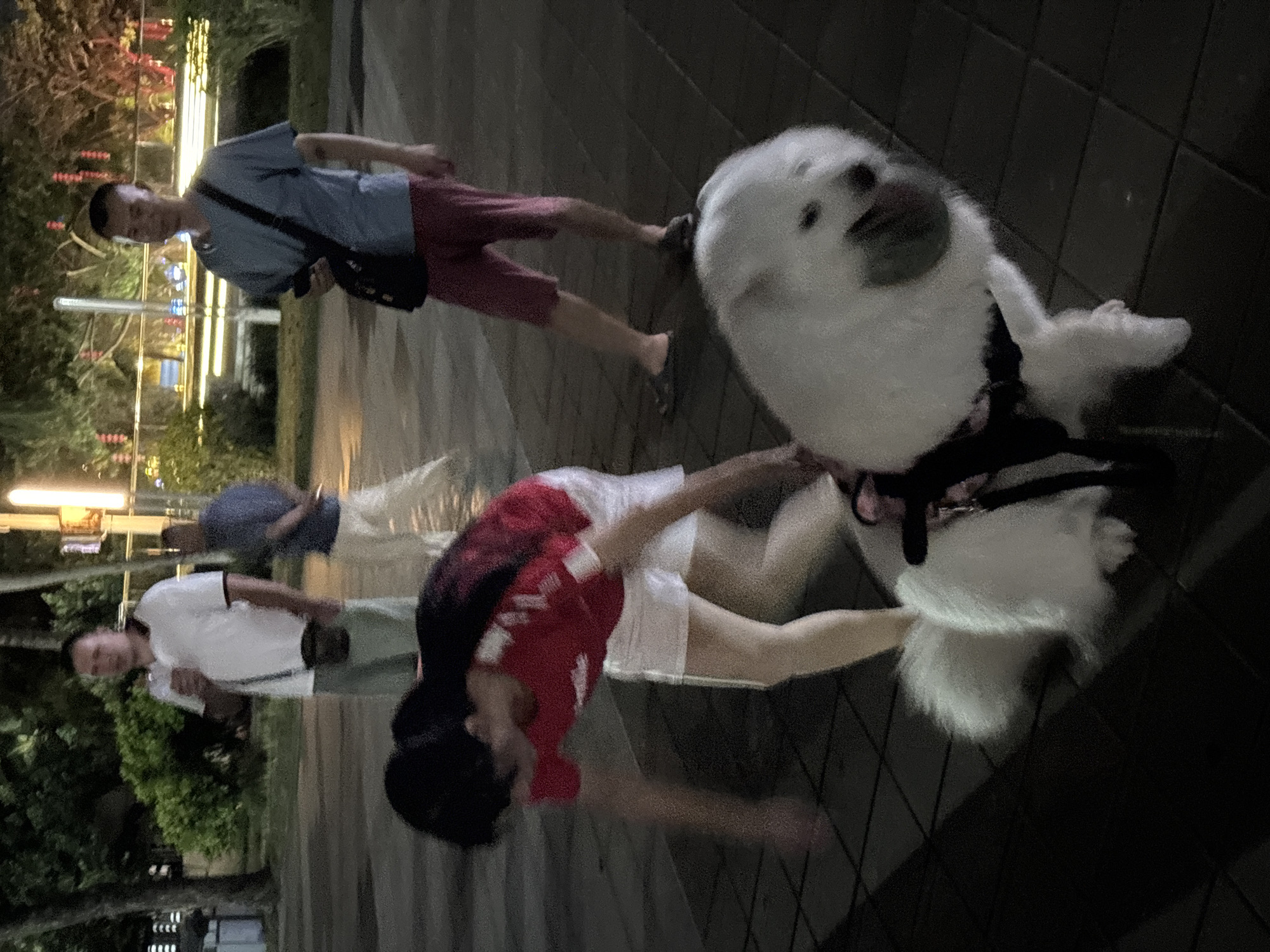 In Jiyang District, China, at night, a person in a red and white shirt and white shorts is bent over, with a large, fluffy white dog on a leash standing in front of them. The dog is wearing a black harness and has its mouth open, with its tongue visible. Behind the person and dog, two men are standing. One man, wearing a blue t-shirt and red shorts, has a black bag slung across his chest. Another man, in a white polo shirt and light-colored pants, holds a white cup and appears to be looking at something off-camera. The scene takes place on a paved walkway lined with trees and ambient lighting from streetlights and distant structures.