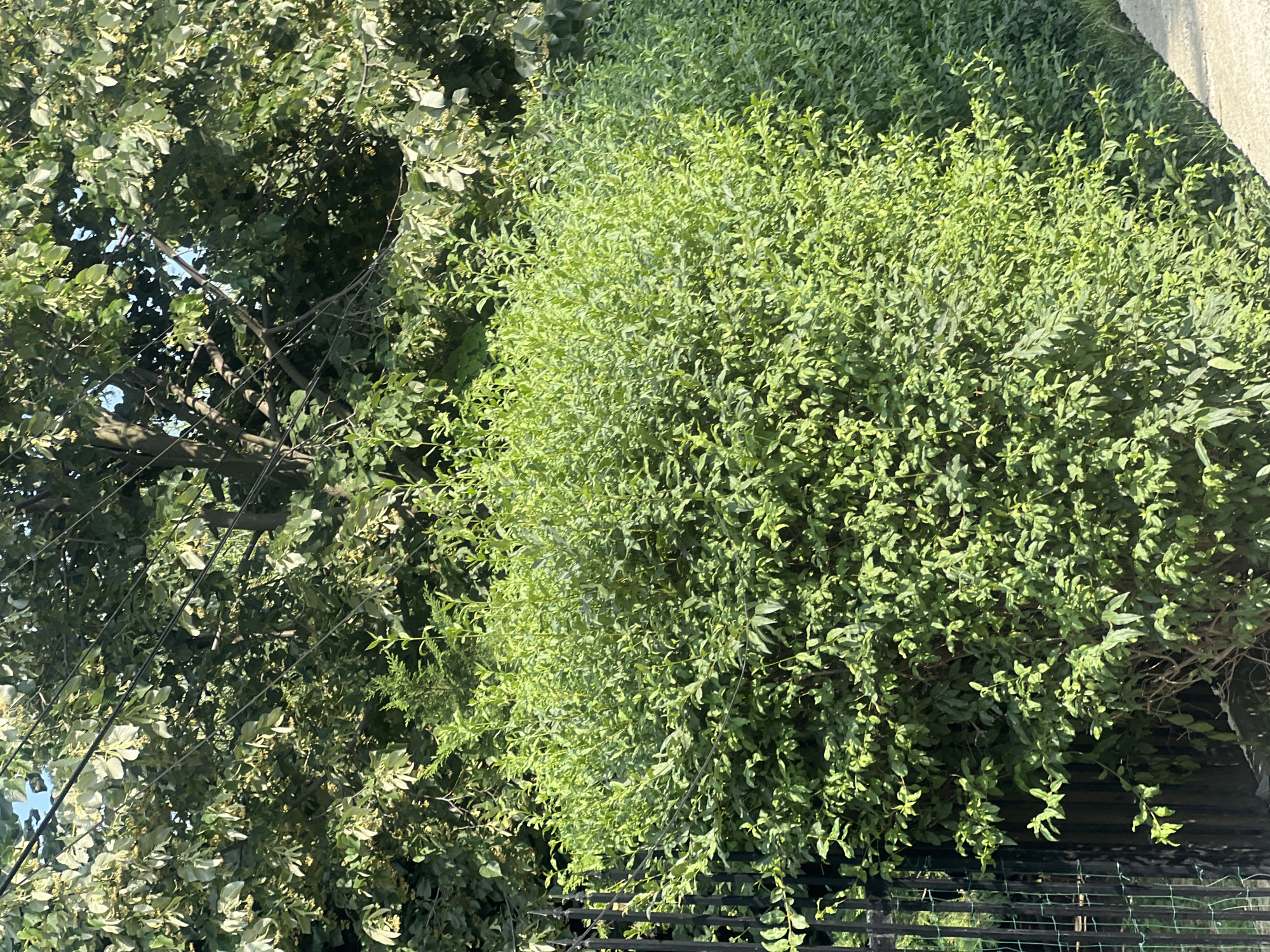 In Bârnova, Romania, a dense, green hedge occupies the foreground, extending across the frame. To the left, a black metal fence with vertical bars and some green mesh is visible, partially obscured by the hedge. Behind the hedge, a large tree with variegated green and white leaves stands tall, its branches partially silhouetted against a bright sky. The ground to the right of the hedge appears to be a light-colored, paved surface. The scene is bathed in sunlight, casting shadows and highlighting the textures of the foliage and fence.