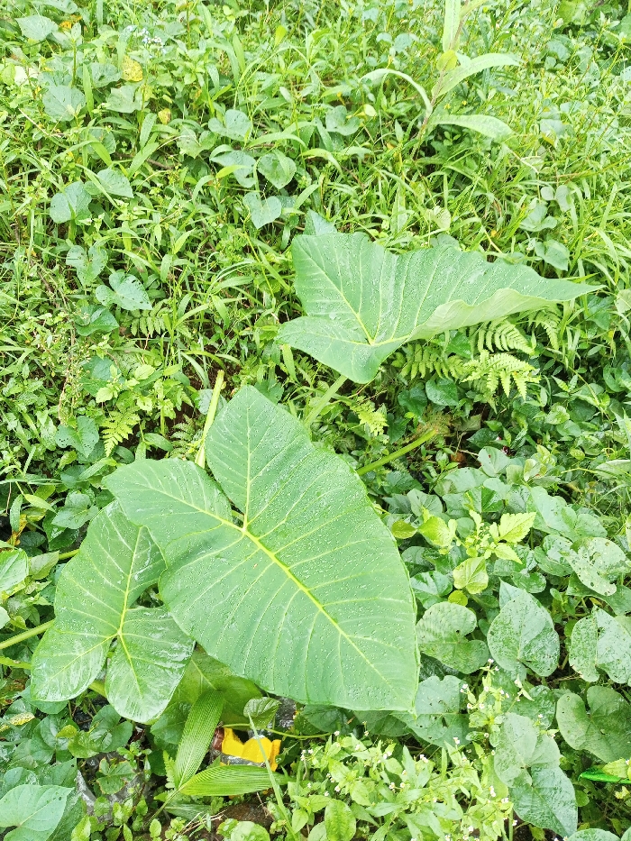 Lush green vegetation covers the ground. Large, heart-shaped taro leaves dominate the view, their surfaces speckled with water droplets. Ferns and various other green plants intertwine, creating a dense undergrowth. Hints of yellow are seen in the lower portion of the frame. The scene evokes a tropical or subtropical environment after a rain.