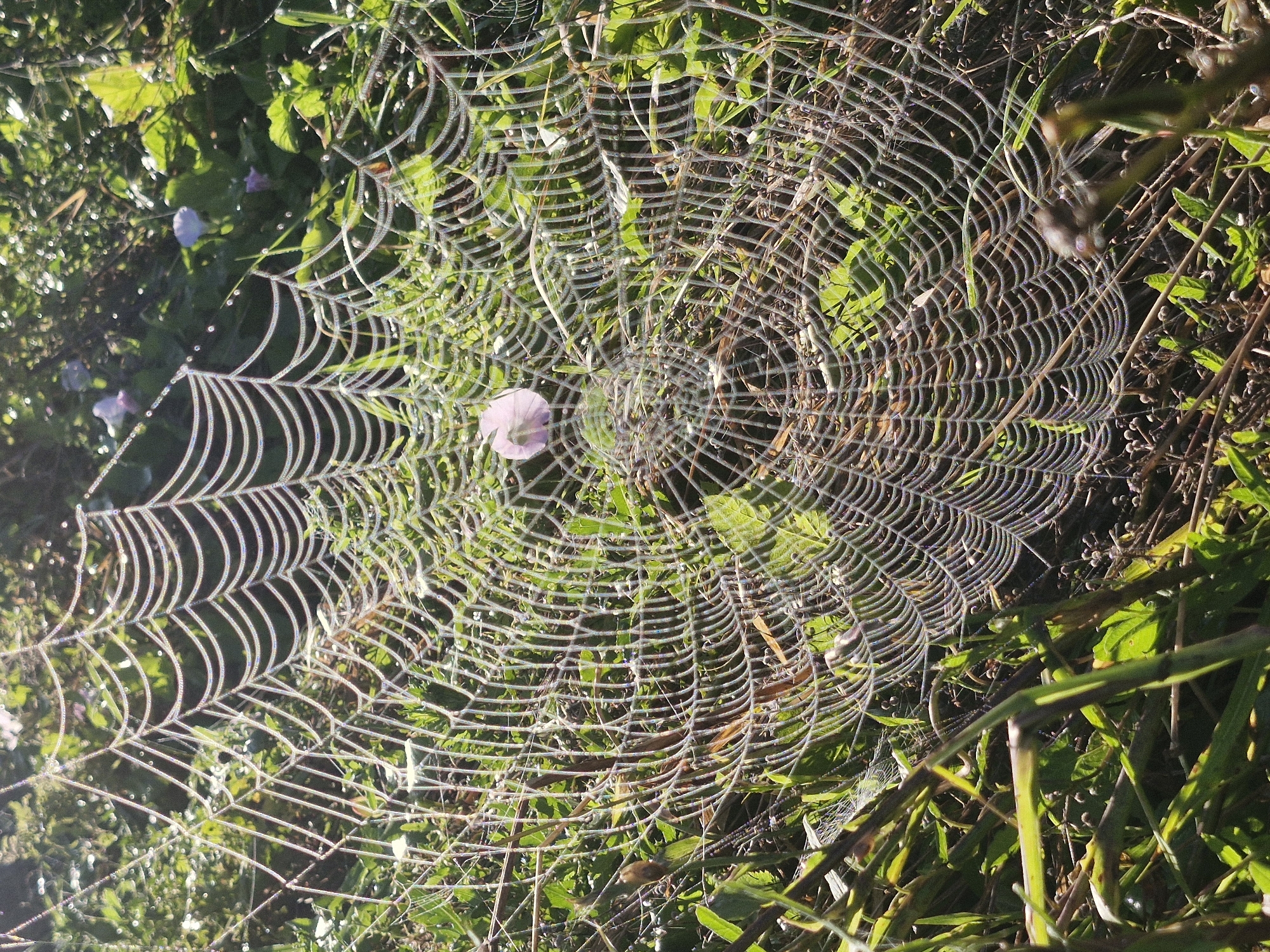 This is a close-up, eye-level, outdoor photograph of a dew-covered spiderweb in a grassy area. The spiderweb is the central focus of the image, exhibiting intricate geometric patterns and reflecting light from the dew droplets that adorn its threads. The surrounding environment consists of green foliage, dried grass, and some small purple flowers in the background, suggesting a natural setting likely found in the municipality of Ķekava, Latvia. The lighting appears to be natural sunlight, casting shadows and highlighting the texture of the web. No people or animals are visible within the frame. The image is sharp and detailed, allowing for close inspection of the web's structure and the surrounding plant life.