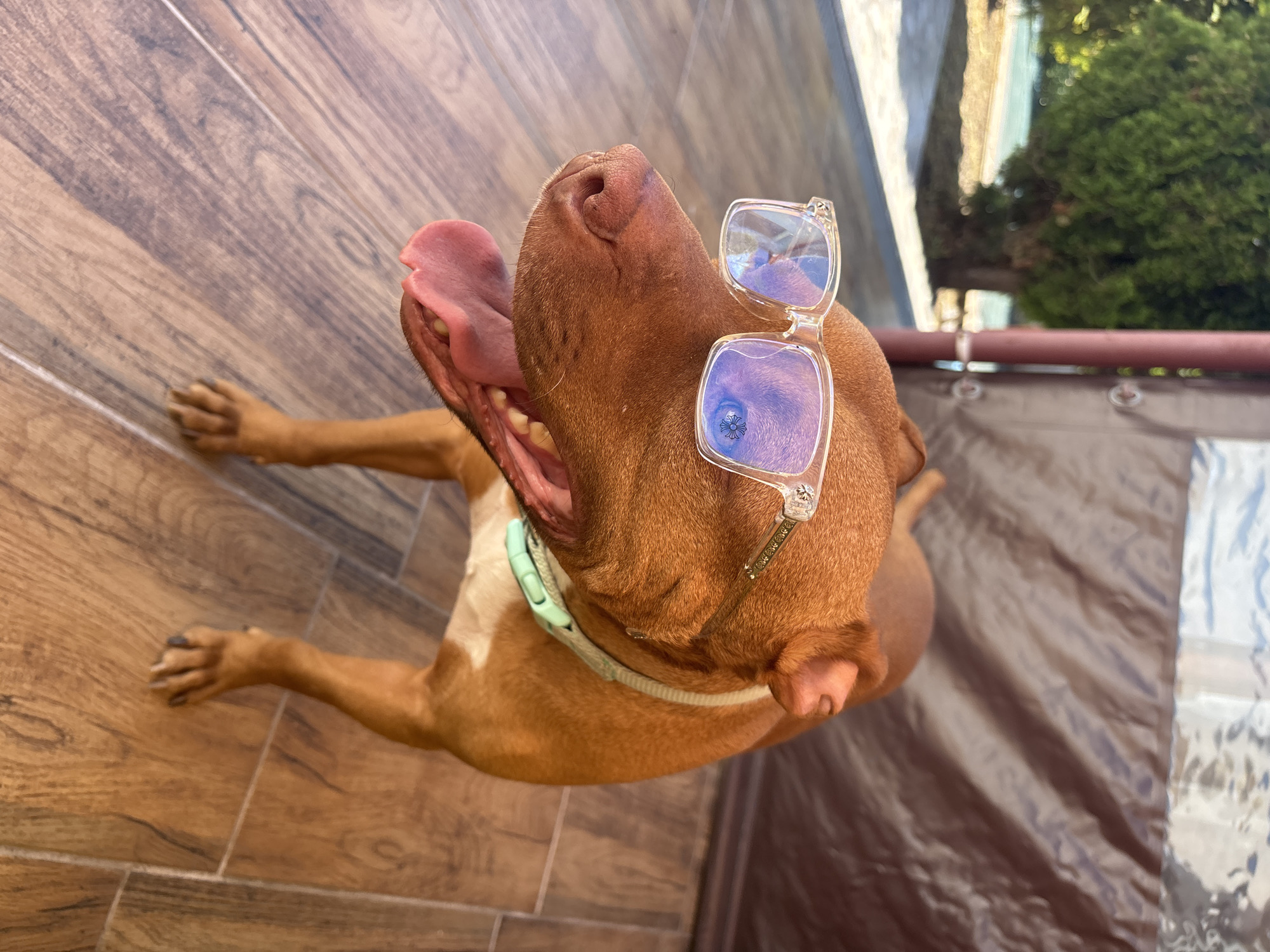 A reddish-brown pitbull-type dog is lying on a wood-look tiled surface. The dog has a light green collar, is panting, and has a pair of clear-framed sunglasses perched on its forehead. The background includes a tan-colored tarp, a dark red pipe, and greenery, suggesting an outdoor setting. Lom, Bulgaria cannot be determined from this photograph.