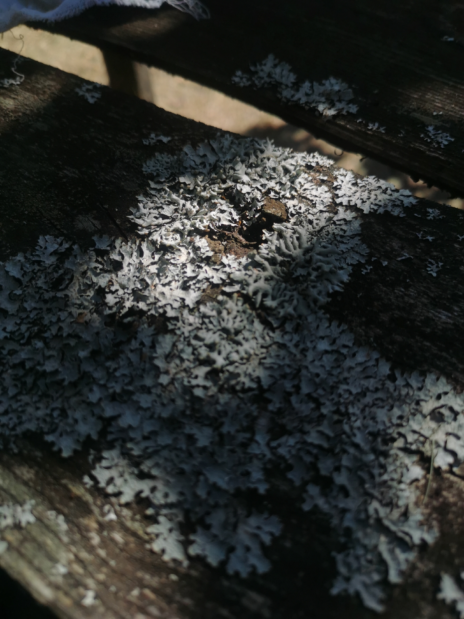 The image shows a close-up view of a weathered wooden surface, likely a bench or table, covered in a significant amount of light-colored lichen. The wood grain is visible, indicating age and exposure to the elements. Patches of sunlight and shadow fall across the surface, creating a contrast that highlights the texture of both the wood and the lichen. The lichen appears to be a crustose or foliose type, growing in irregular, branching patterns. In the upper left corner, a small portion of a white, possibly fabric, material is visible, partially obscuring the wooden surface. The background is blurred but suggests an outdoor environment, possibly with other wooden structures or natural elements. There are no people or animals present in the image. The scene is static and appears to be a detail shot focusing on the natural growth on the wooden object. The location is Шчарчоўскі сельскі Савет, Belarus.