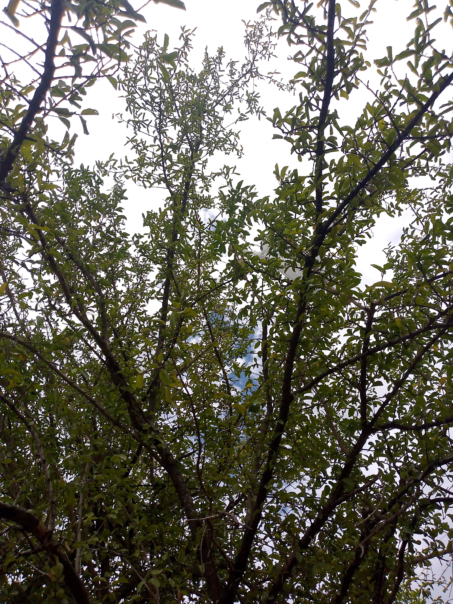 The image displays a worm's-eye view looking up through the dense canopy of a tree or multiple trees. Numerous dark, gnarled branches crisscross the frame, heavily adorned with a multitude of small to medium-sized green leaves. The foliage appears vibrant and healthy, with varying shades of green reflecting the light filtering through.
Through the intricate network of branches and leaves, a bright sky is visible. The sky is predominantly white, indicative of strong overhead daylight, possibly with an overcast layer or blown-out highlights from the sun. However, in several areas, particularly towards the lower and middle sections of the image, patches of pale blue sky with wispy white clouds can be discerned, suggesting a partly cloudy day.
No specific activity or event is taking place; the scene is a static depiction of nature. There are no visible people or man-made objects within the frame, aside from the trees themselves. No text is visible in the image. The setting is a natural outdoor environment, depicting trees in Juan Griego, Venezuela, under bright daylight conditions.