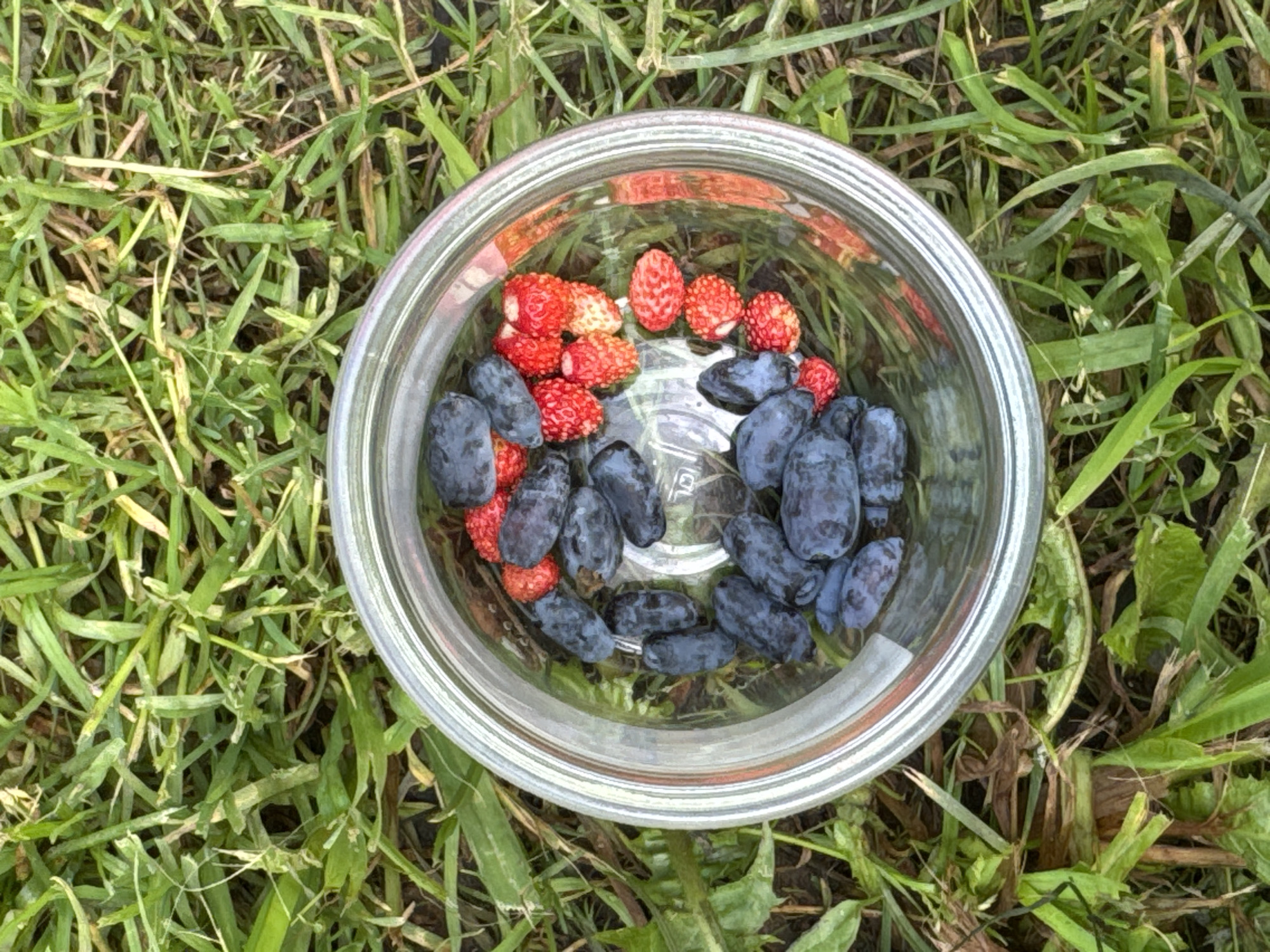 A top-down, medium shot captures a clear glass jar filled with a mixture of dark blue, elongated berries and small, red, seeded berries, placed on a bed of green and brown grass. The jar is positioned slightly off-center to the right. The berries within the jar are densely packed, with the dark blue berries predominantly filling the lower and left portions of the jar, and the red berries clustered in the upper and right sections. The grass surrounding the jar appears somewhat dry and uneven, with a mix of green blades and brown, dead grass. The lighting suggests a natural, outdoor setting, possibly in a field or garden. There is no indication of human presence or activity other than the placement of the jar. The location is identified as Vasyata, Russia.