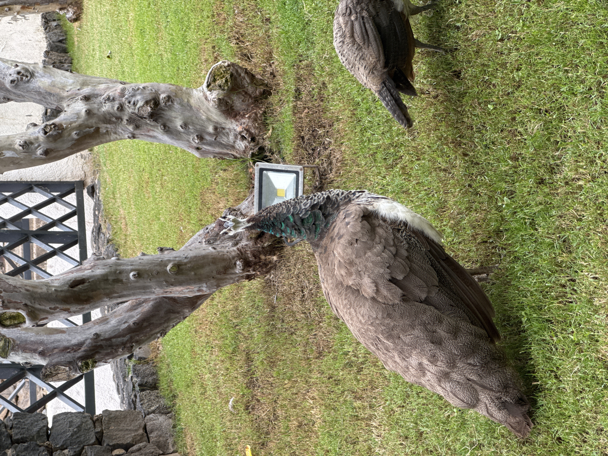 Two peacocks are standing on a grassy lawn. The peacock on the left is facing the viewer, with its head tilted up. Its feathers are a mix of brown and green. The peacock on the right is facing away from the viewer, with its head down. It is mostly brown with some white markings. In the background, there is a tree with rough bark and a metal fence. A white outdoor light fixture is also visible behind the peacock on the left. The area appears to be a garden or park.