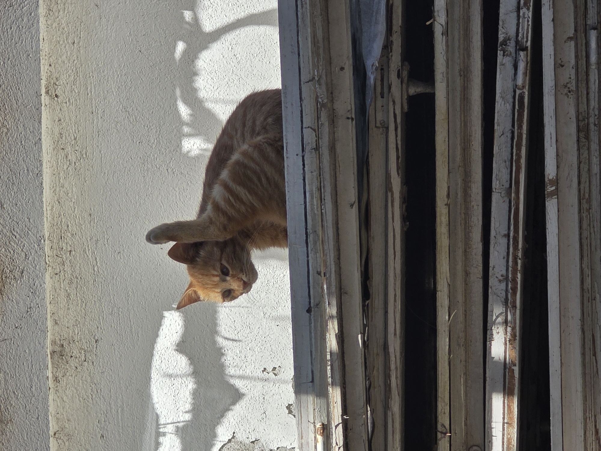 An orange tabby cat is pictured upside down near an exterior wall and a series of vertical, weathered wooden slats, possibly a door or window covering, at an unidentified location in Yagodovo, Bulgaria. The wall is textured and painted a light color with visible shadows cast by nearby foliage. The cat's head and paws are visible, indicating it might be peering down or attempting to descend from an elevated position. The wooden slats are various shades of grey and white, with visible signs of aging and deterioration.