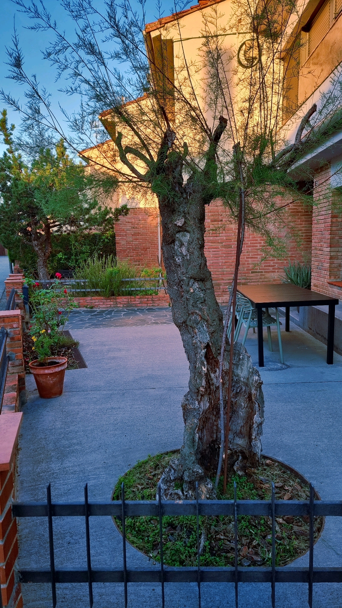 This is a full, eye-level shot of an outdoor patio area with a large, gnarled tree in the foreground. The tree has a thick, textured trunk with a hollowed-out section and sparse, wispy branches. It is planted in a circular bed of moss and mulch. Behind the tree, a brick building with a light-colored facade is visible, illuminated by the golden light of what appears to be sunset or sunrise. Part of the building has a crescent-shaped emblem or decoration casting a shadow on the wall.
To the right of the tree, a dark rectangular table with several light green chairs is set up on the patio. The ground is paved with concrete and some flagstone. In the background, to the left, another smaller evergreen tree and a rose bush in a terracotta pot are visible. A black metal fence runs along the bottom of the frame, partially obscuring the foreground. The sky is a clear, pale blue. The scene is set in Sant Joan Les Fonts, Spain. There are no people visible in the image.