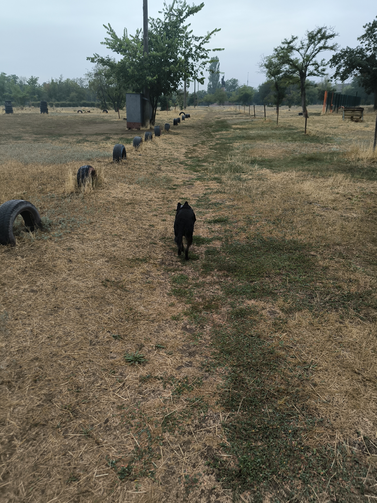 The image shows a black dog running away from the camera in a dry, grassy field. The field is lined with old tires, some standing upright and some lying on their sides, creating a path. In the background, there are trees and a small shed-like structure. The sky is overcast. The location is likely a dog park or training ground in Mykolaiv, Ukraine, suggested by the presence of obstacles for dogs and the overall appearance of an outdoor recreational area. The environment is dry and somewhat unkempt, indicating a period of dry weather.
