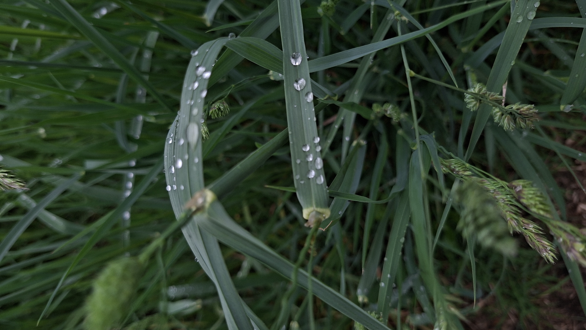 The image depicts a close-up view of green grass blades adorned with droplets of water. The grass is dense and interspersed with seed heads. The droplets are spherical and cling to the surface of the grass. The overall scene suggests a wet or dewy environment. The location is Забалоцкі сельскі Савет, Belarus.