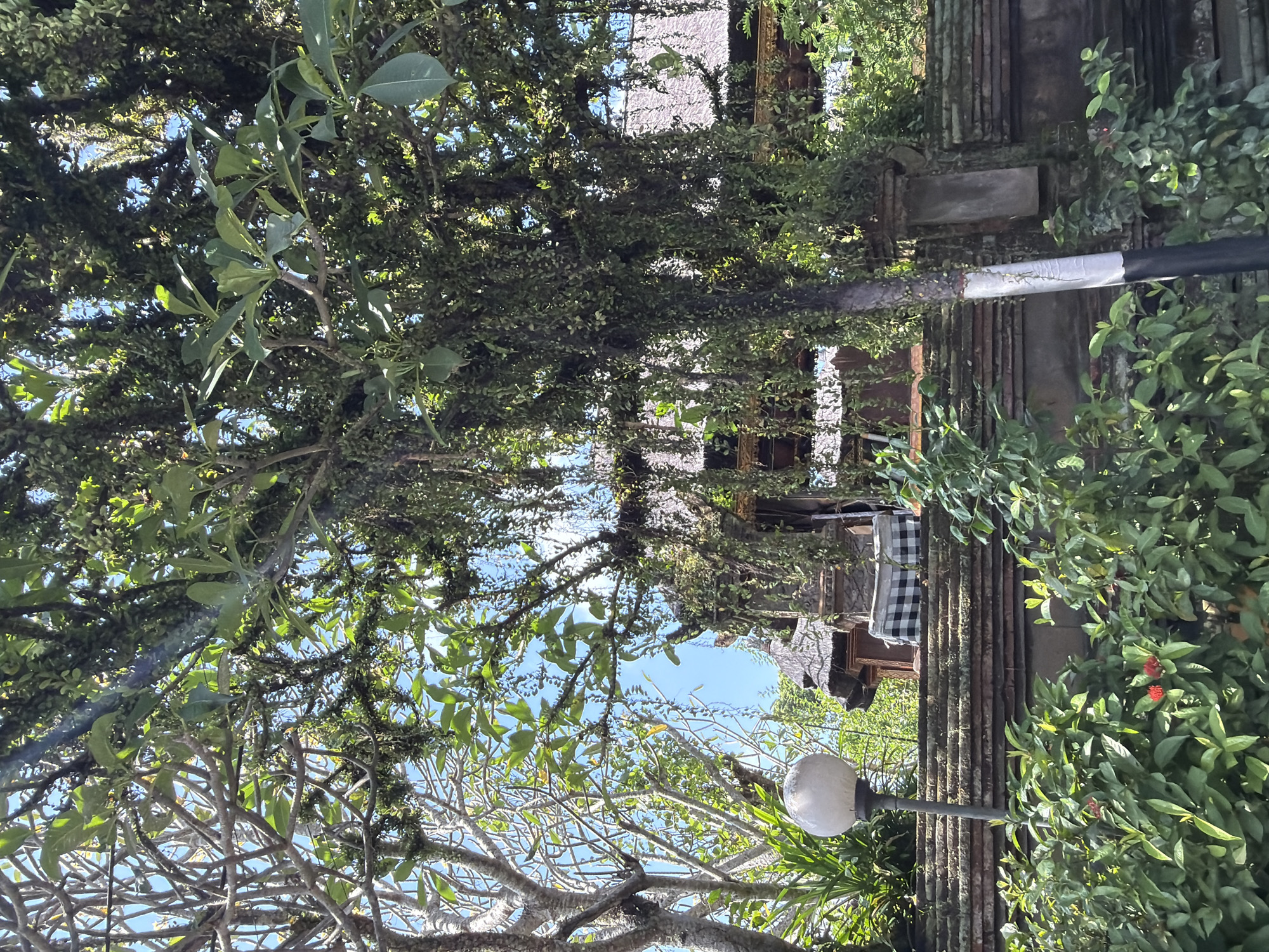 The photograph captures a lush, verdant scene within the city of Ubud District, Indonesia, where nature intertwines with traditional architecture. In the foreground, a vibrant green bush with small red flowers occupies the lower portion of the frame. To the left, a white, spherical lamp on a dark pole stands sentinel, its light diffused by the bright daylight. Behind the foliage, a low, textured stone wall stretches horizontally, topped by a tiled roof structure with intricate details. A portion of a building with a traditional thatched roof is visible, hinting at a temple or a heritage structure. The middle ground is dominated by the thick, leafy branches of a large tree, heavily laden with hanging vines and smaller plants, creating a natural canopy that partially obscures the building. The branches are gnarled and moss-covered, adding to the ancient, tropical feel of the environment. In the upper left, the bare branches of another tree with a rougher texture contrast with the denser foliage. The sky above is a clear, bright blue, providing a stark contrast to the green and brown tones of the scene. The overall impression is one of a serene, natural setting infused with cultural heritage, characteristic of the spiritual and natural beauty often found in Ubud. There are no people visible in the frame, and the focus is entirely on the interplay of plant life and architecture.