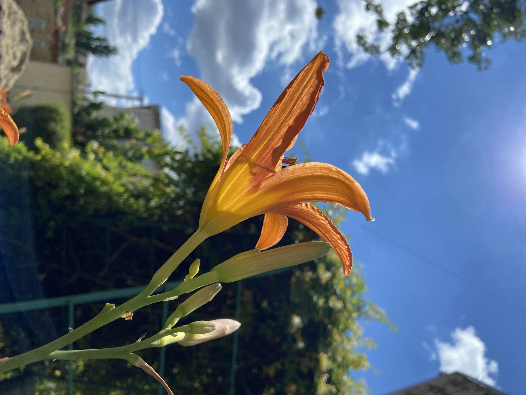 An orange lily flower is silhouetted against a bright blue sky with scattered white clouds. The flower is in focus and its petals are unfurled, with some buds visible on the stem. The background is blurred, showing greenery, buildings, and a portion of a fence. The sun is high in the sky, casting a lens flare.