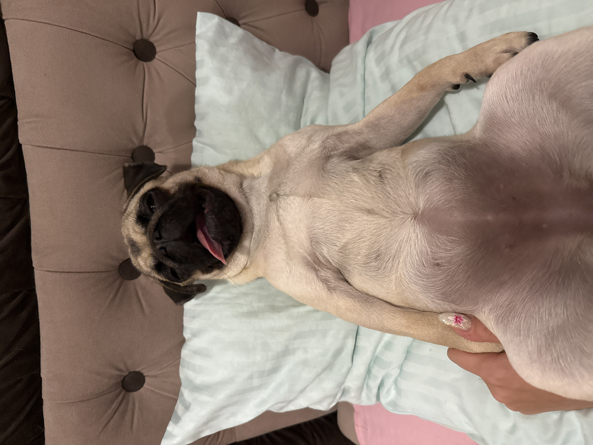 A pug lies on its back on a bed, propped up by a light blue striped pillow and a pink sheet. The pug is light brown and tan with a black muzzle. Its mouth is open and its pink tongue is sticking out. The pug's eyes are mostly closed. The headboard of the bed is visible behind the pillows. The background is dark and out of focus. A person's hand with a white nail adorned with a pink flower is resting on the pug's stomach.