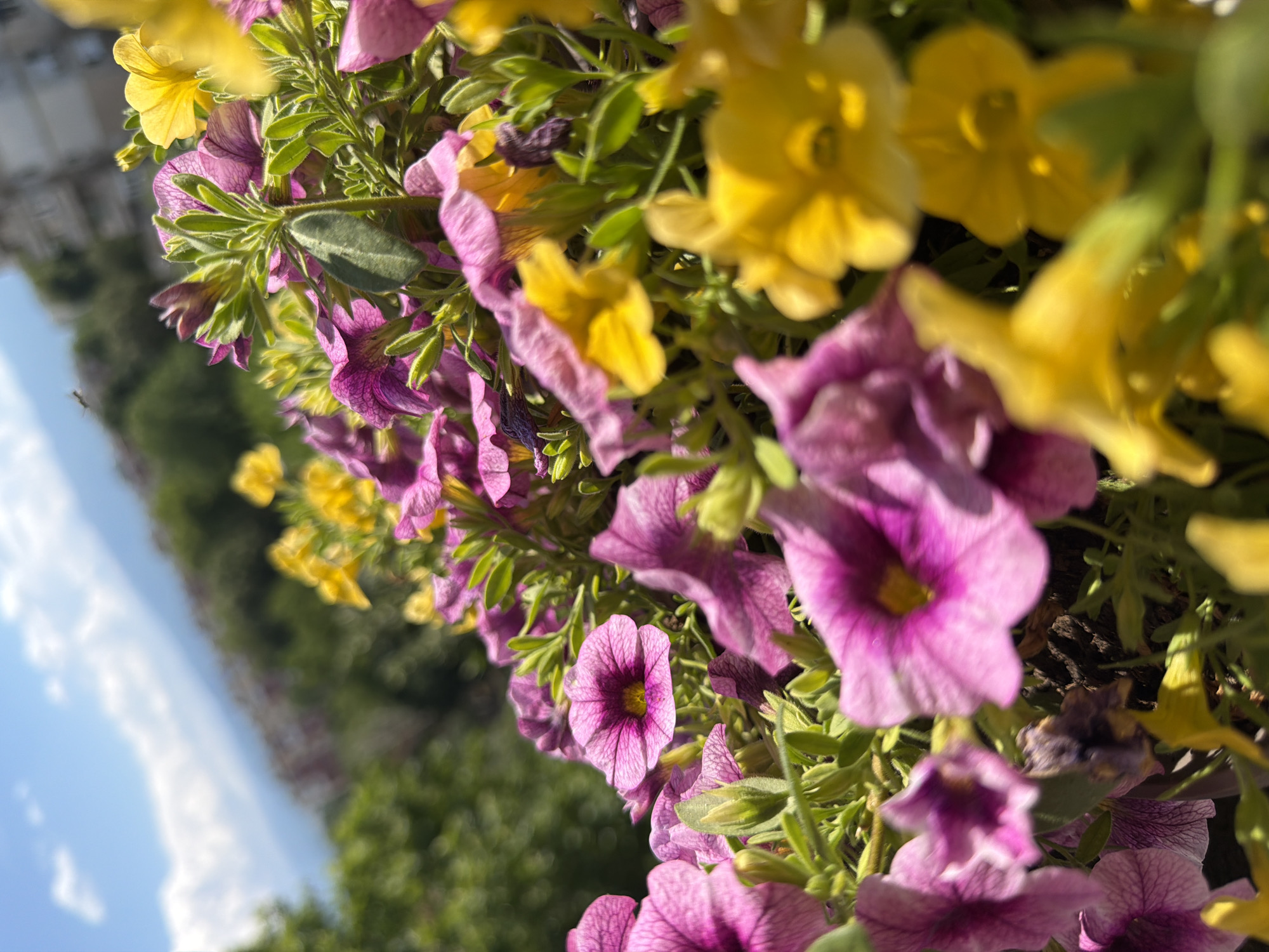 The image shows a close-up view of blooming petunias in vibrant pink and yellow hues, with lush green foliage. In the background, out of focus, there are hints of buildings and a distant hillside, suggesting an urban or semi-urban environment. A small insect is visible flying in the upper left portion of the sky. The scene is bathed in bright sunlight, creating a cheerful and naturalistic atmosphere. The image's content and composition do not contain specific clues that would allow for definitive identification of the location within Pazardzhik, Bulgaria, or any specific building or landmark.