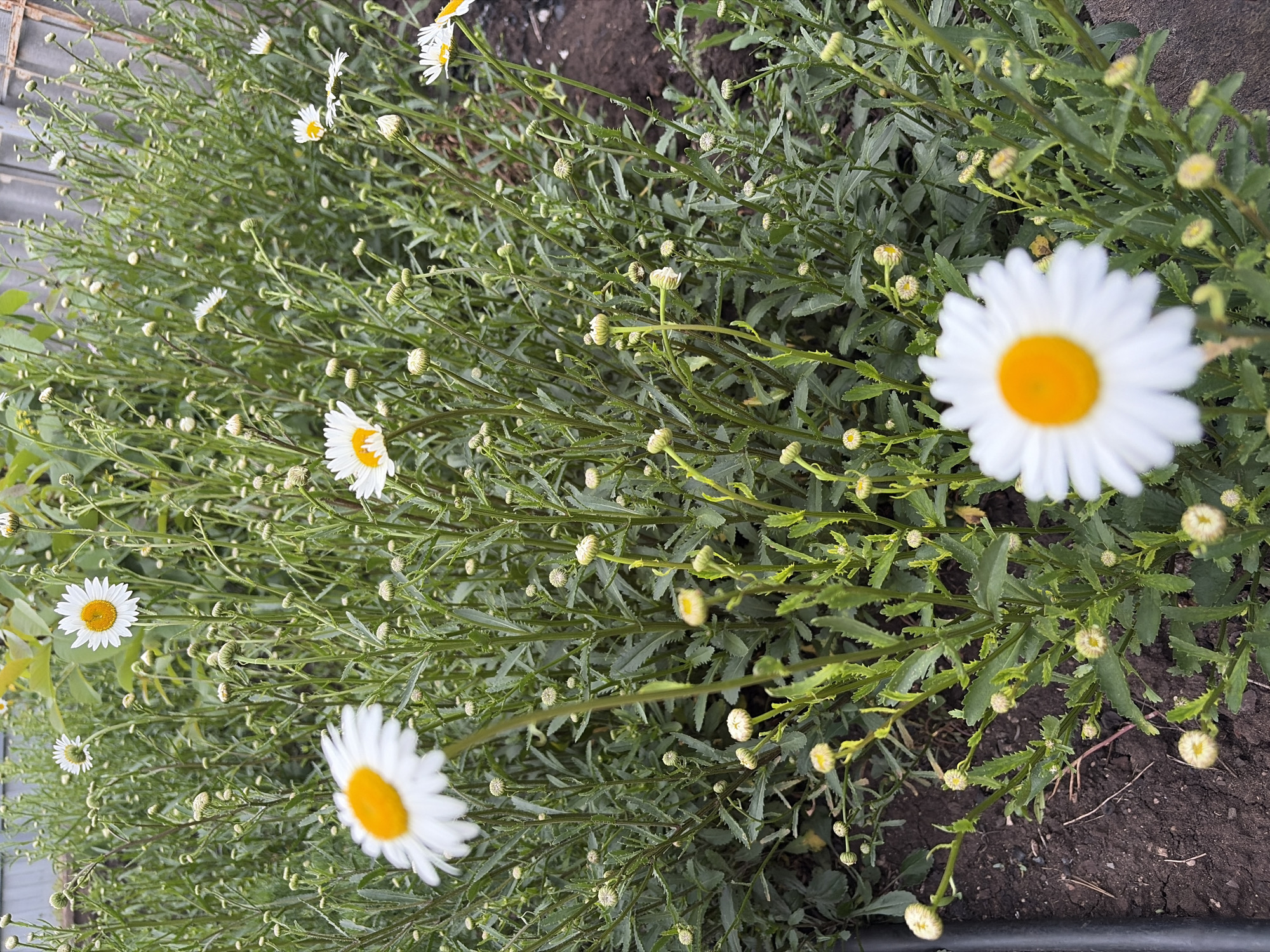 The image shows a close-up view of a patch of daisy flowers in a garden. The flowers are white with yellow centers and are surrounded by green foliage and stems. Some of the flowers are in full bloom, while others are still buds. The ground in the foreground is dark soil, with a black pipe visible on the left side. In the background, a grey fence can be seen, suggesting an urban or suburban setting. The overall scene is one of natural beauty and tranquility. The location specified, Субханкулово, Russia, indicates the geographical context.
