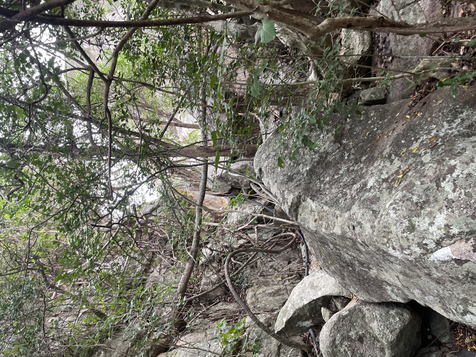 The image captures a dense, rocky, and heavily vegetated landscape located in Ninh Hòa, Vietnam. The foreground and mid-ground are characterized by large, grey boulders, many exhibiting patches of white and pale green lichen. A thick canopy of green leaves and an intricate network of tree branches and robust vines obscure much of the background. Several dark-colored, cylindrical pipes, approximately 5-10 cm in diameter, are visible traversing the rocky terrain, particularly in the lower-left and central-left portions of the frame, partially covered by foliage and rocks. No individuals or animals are present. The environment appears natural and undisturbed by recent human activity, aside from the presence of the pipes. Natural daylight illuminates the scene.