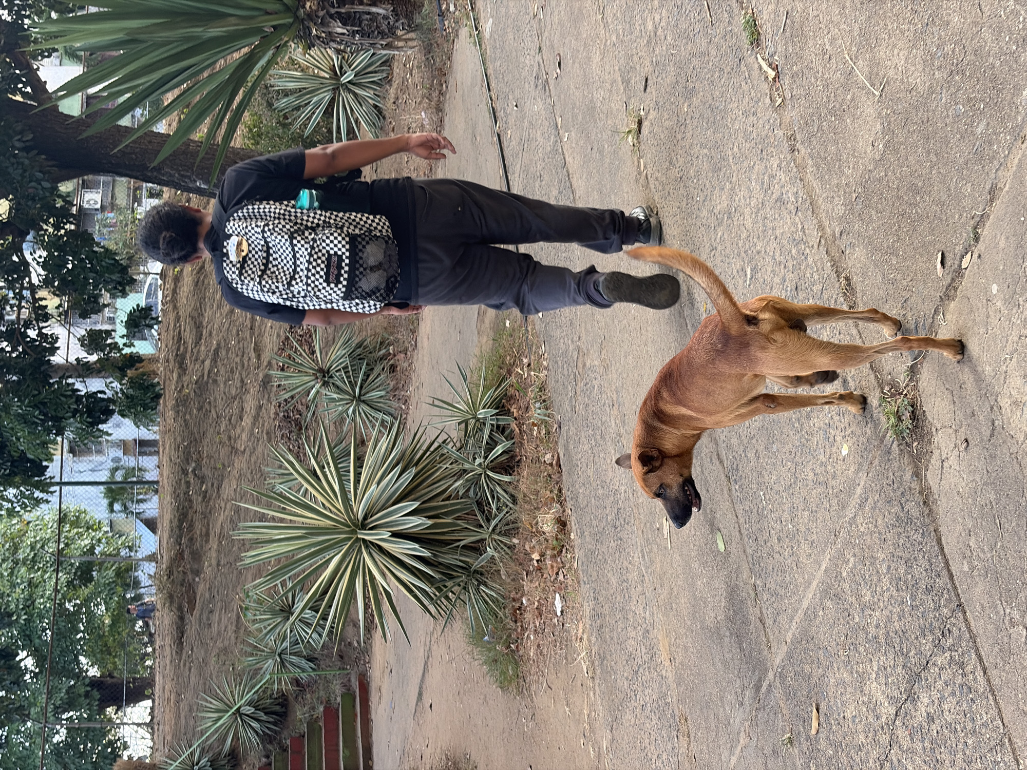The image displays an outdoor scene in Ciudad Guayana, Venezuela, centered on a concrete pathway. An individual is observed from behind, walking away from the viewer. This person has dark hair styled in a bun, wears a black short-sleeved shirt, dark gray sweatpants, and dark-colored sneakers. A black and white checkered JanSport backpack is worn, with a blue water bottle visible in its left-side mesh pocket. Walking ahead of the individual on the same pathway is a medium-sized, short-haired reddish-brown dog with a dark muzzle and ear tips, its head turned to the viewer's left and its tail up and slightly curled.
The concrete pathway exhibits cracks and distinct seams. To the left and center, a dirt embankment rises, covered with numerous variegated agave plants, interspersed with sparse dry grass and fallen leaves. Red-painted concrete steps are visible ascending the embankment on the far left. In the background, a chain-link fence spans horizontally. Behind this fence and dense tree foliage, white or light-colored buildings featuring air conditioning units are partially visible, along with a portion of a white car. A second individual, wearing a blue top, is partially discernible on the embankment behind the chain-link fence in the distant background.