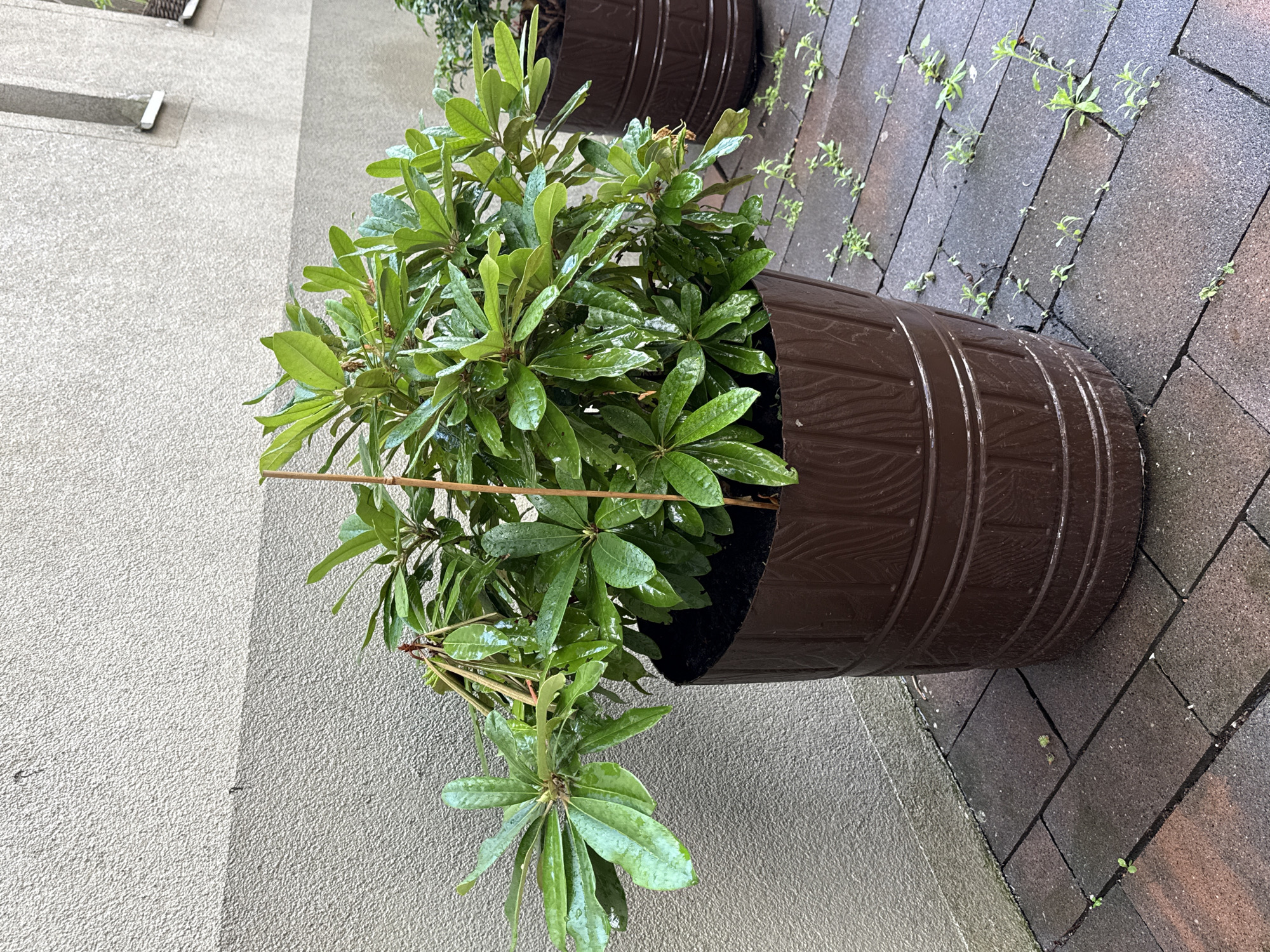 This image shows a close-up of a potted plant with glossy, dark green leaves, some of which appear wet, possibly from rain. The plant is in a dark brown, textured planter that resembles a barrel. The planter sits on a paved surface made of rectangular, dark gray interlocking stones, with small green weeds growing in the cracks between them. To the left of the planter, a textured, light-colored wall is visible, with a subtle shadow suggesting overcast or diffused lighting. The scene appears to be outdoors, likely in a courtyard or garden area. There are no people or animals visible. The overall impression is one of an outdoor planting area, possibly in a residential or commercial setting. The weather is likely damp or has recently rained. The location cues suggest a temperate climate. There is no visible text in the image.