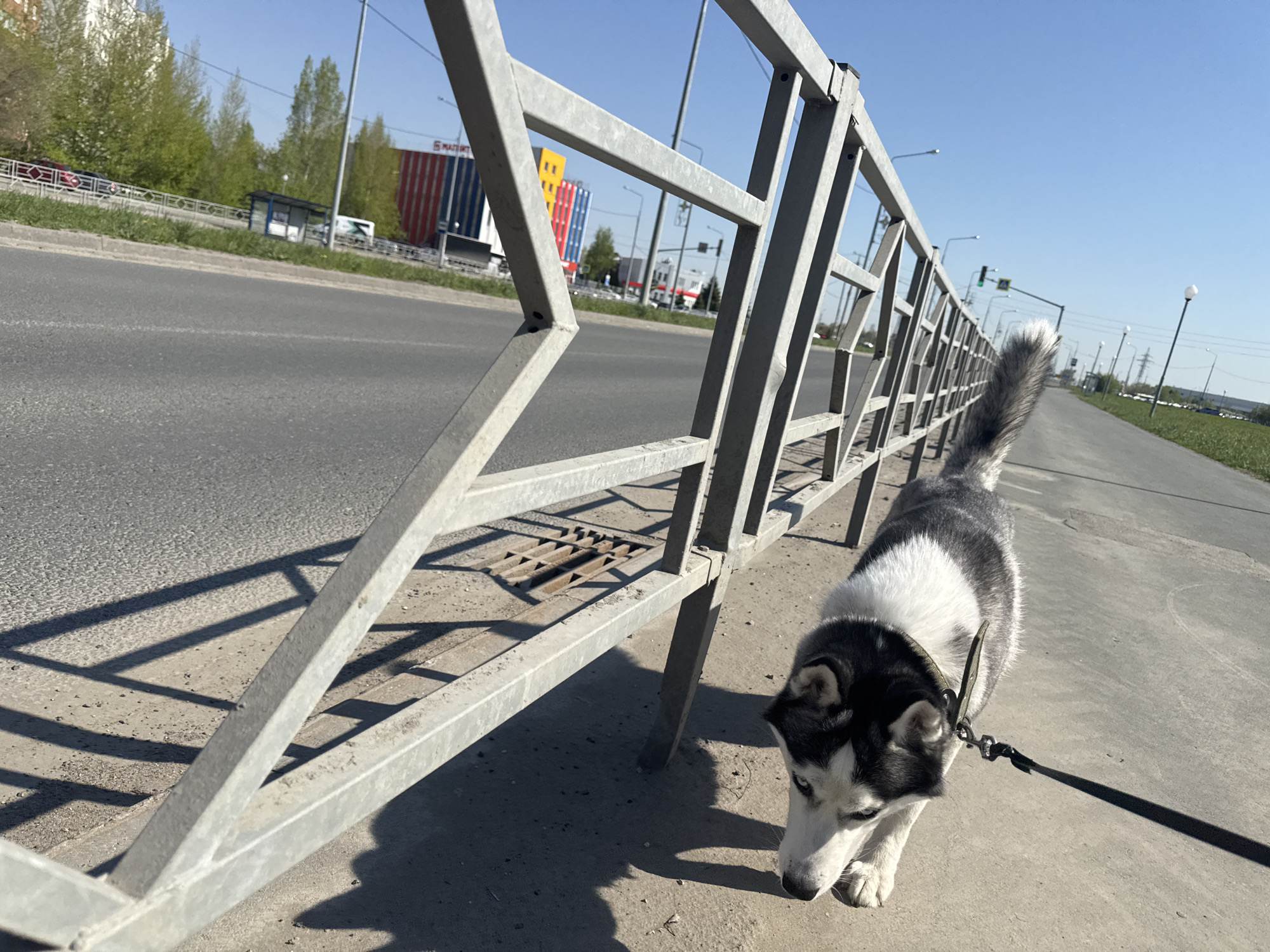 A husky dog on a leash walks along a sidewalk next to a gray metal fence. To the left of the fence is a gray road with a green median. In the background, there are buildings with colorful facades and trees under a clear blue sky. The location appears to be an urban area.