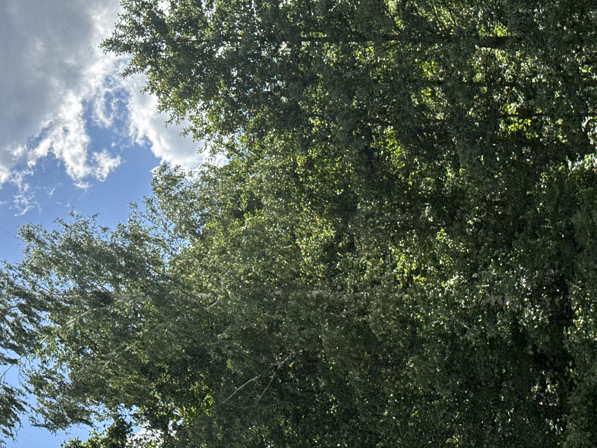 The media file shows a view looking up at the sky through the branches and leaves of a tree. The sky is blue with white clouds. The tree is dense with green foliage, with some areas of sunlight filtering through. Some branches are visible within the mass of leaves. The leaves appear to be moving, suggesting a breeze. The overall impression is of a bright, sunny day, possibly with some wind, likely in a natural outdoor setting. The presence of trees and open sky suggests a rural or park-like environment. The metadata indicates the location context as Роўкавіцкі сельскі Савет, Belarus. There is no text visible in the image. The activity taking place is simply the natural state of the trees and sky.