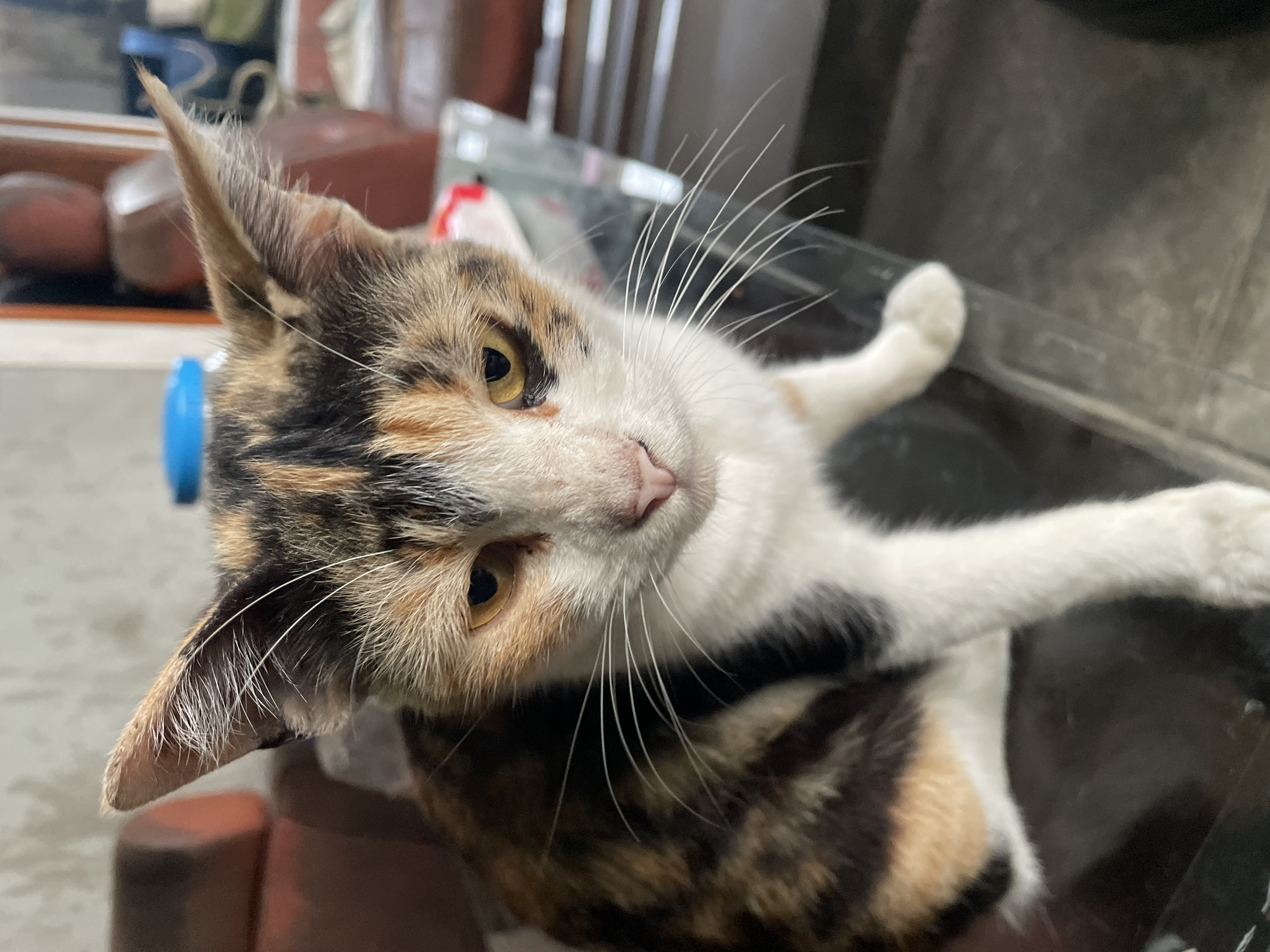 An adult calico cat sits on a dark, reflective surface, possibly a table. The cat is facing the camera with its head slightly tilted. Its fur is a mix of black, white, and orange patches. The cat has prominent white whiskers and yellow eyes with dark pupils. In the background, out of focus, are blurred elements of a room, including what appears to be furniture and possibly some shelves or cabinets. The lighting suggests an indoor setting. The provided crops focus on the cat's ears, face, and paws, offering closer views of its features and fur patterns. No specific location in Borobudur, Indonesia, is discernible from the image.