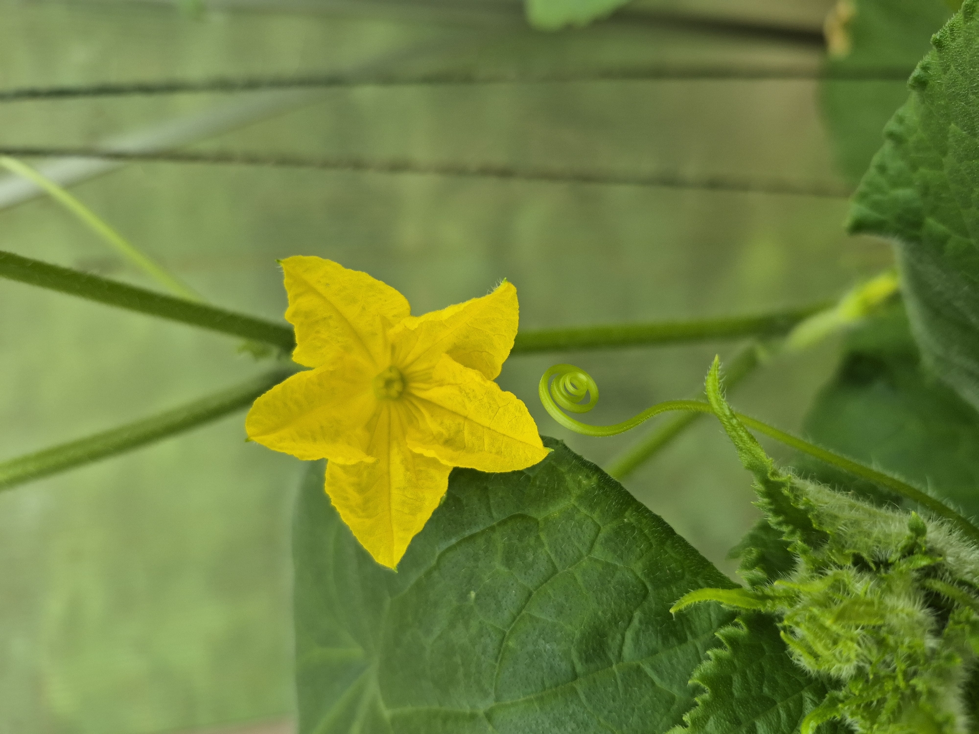 A close-up shot captures a vibrant yellow cucumber flower, its five petals unfurling against a soft green, blurred background. The flower is positioned on the left side of the frame, with a large, textured green leaf underneath. A delicate green tendril, curled into a perfect spiral, emerges from the stem below the flower. The image appears to be taken outdoors, possibly in a garden or greenhouse, with vertical elements in the background suggesting supports or other plants. No people or animals are visible. The scene is calm and naturalistic. The location of this image is unknown and cannot be determined to be in Trier, Germany.