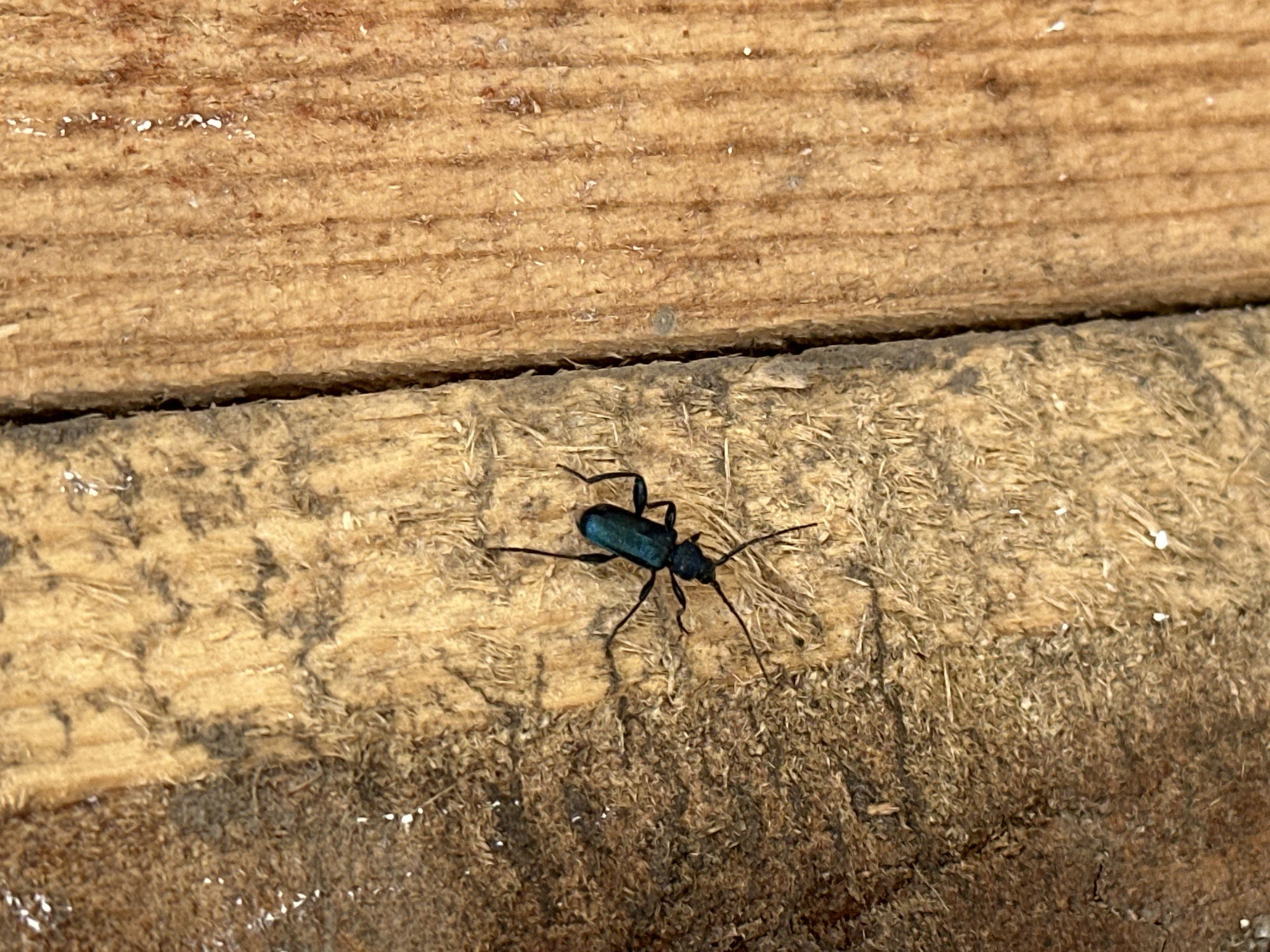 A dark blue beetle with long antennae and legs is standing on rough, light-colored wood. The wood appears weathered and fibrous. The setting is outdoors in daylight, with clear shadows. There is no specific information or indication to confirm this image was taken in Aprilovo, Bulgaria.