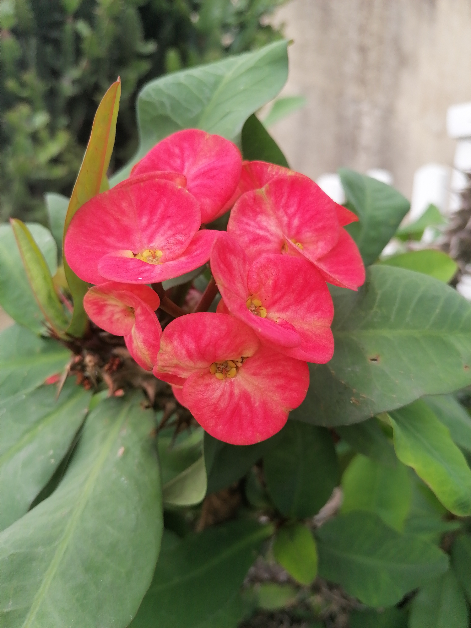 A close-up, eye-level, outdoor shot shows a cluster of bright pink flowers with yellow centers, likely Crown of Thorns (Euphorbia milii), set against a backdrop of green leaves. The plant appears healthy, with several sharp thorns visible on its stem, suggesting it is growing in a natural or garden environment. The background is softly blurred, with hints of a textured wall and some out-of-focus foliage, indicating a typical Vietnamese garden or courtyard setting. No people are present in the image.