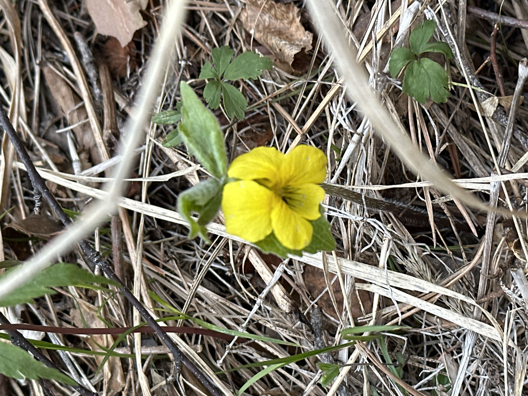 The image shows a yellow flower, possibly a violet, growing among dry grasses and leaf litter. Two green, three-lobed leaves are also visible near the flower. A few small twigs are scattered throughout the scene. The location is provided as Sayansk, Russia, but there are no elements in the image to confirm this.