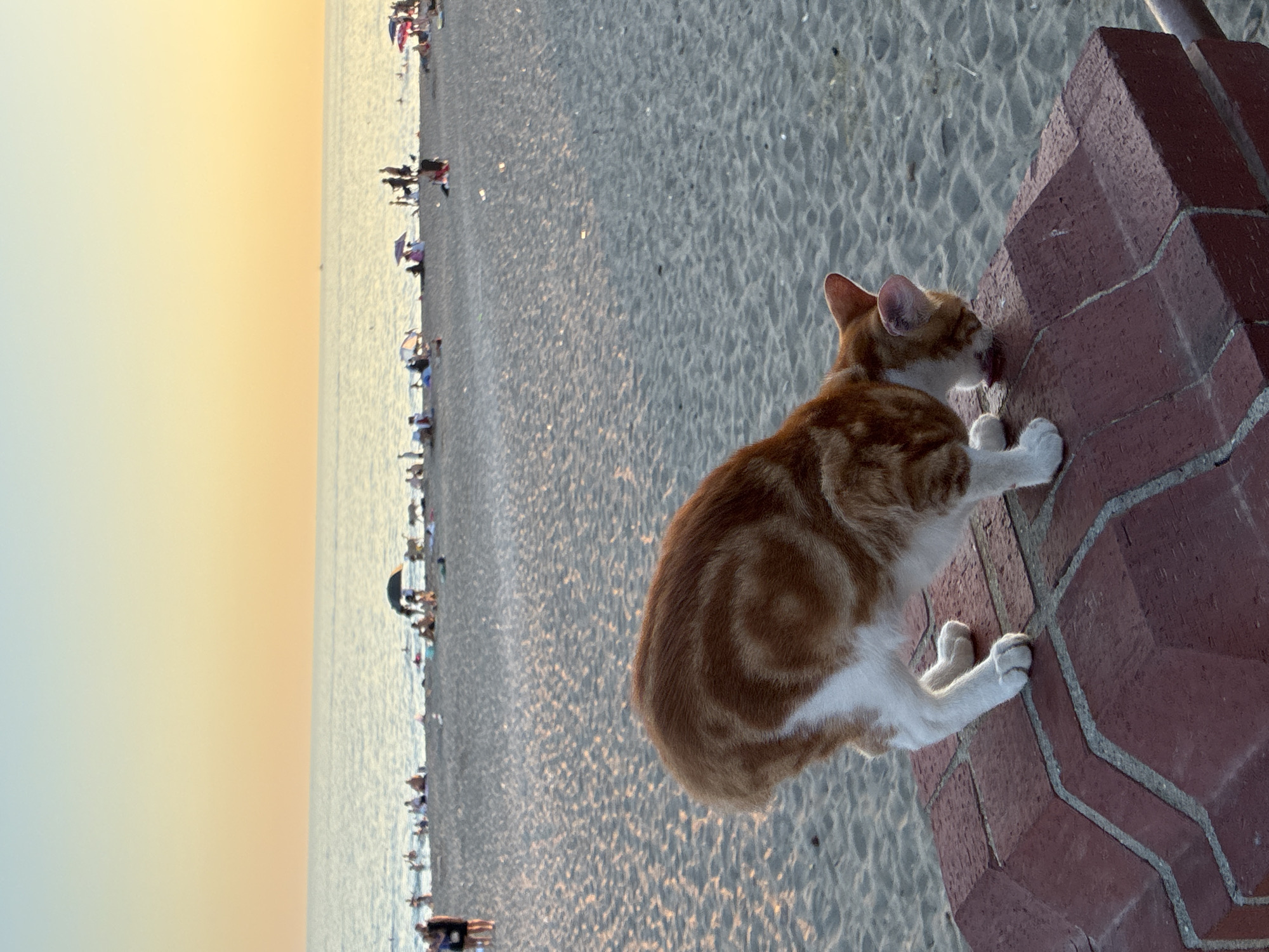 An orange and white cat is seen from the side, with its body bent over a red brick wall, licking something on the surface. The cat is in the foreground, with its back to the viewer. In the background, a sandy beach is populated with numerous people, some sitting under umbrellas, others walking along the shoreline. The sea stretches out beyond the beach, meeting a hazy horizon under a pale yellow and blue sky, indicative of either sunrise or sunset. The overall scene suggests a leisurely day at a beach resort, possibly in Alanya, Turkey, given the sandy expanse, the sea, and the presence of beachgoers.