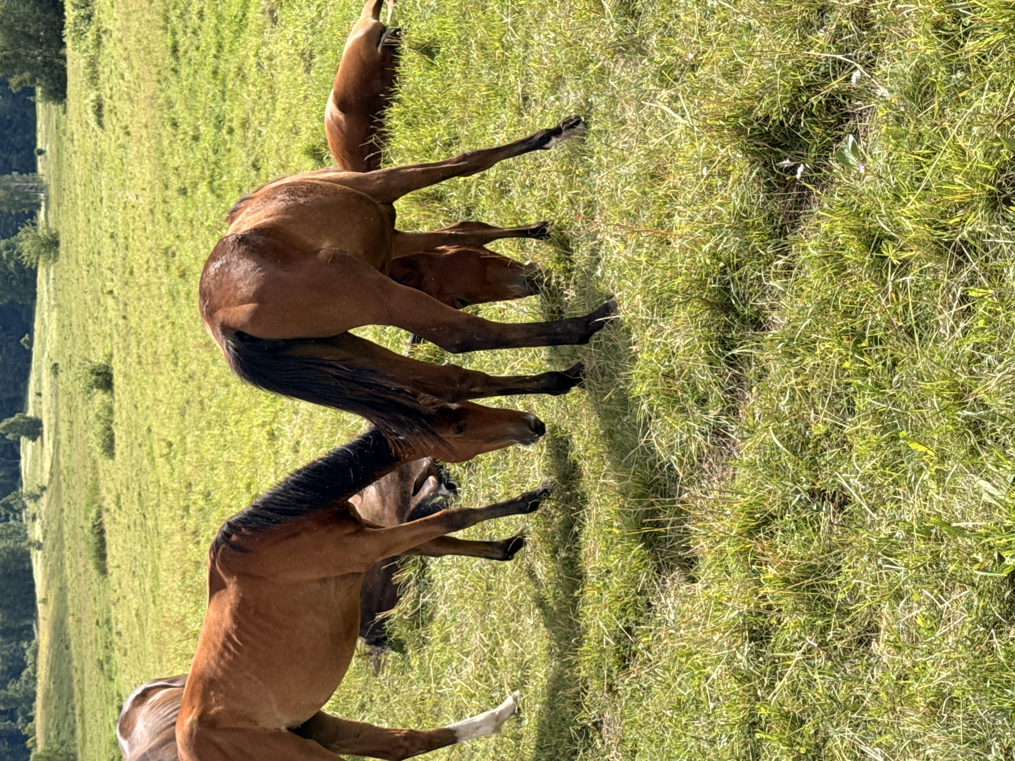 A group of horses are grazing in a lush green meadow. The horses are various shades of brown, with some having black manes and tails. Two horses are standing in the foreground, their heads lowered to the ground as they eat. Another horse is lying down in the background, appearing to rest. The meadow is vast and open, with trees visible in the distance. The sky is a clear blue, indicating a sunny day. The scene appears peaceful and natural, with the horses enjoying their time in the open pasture. The location is identified as Galinė, Lithuania.