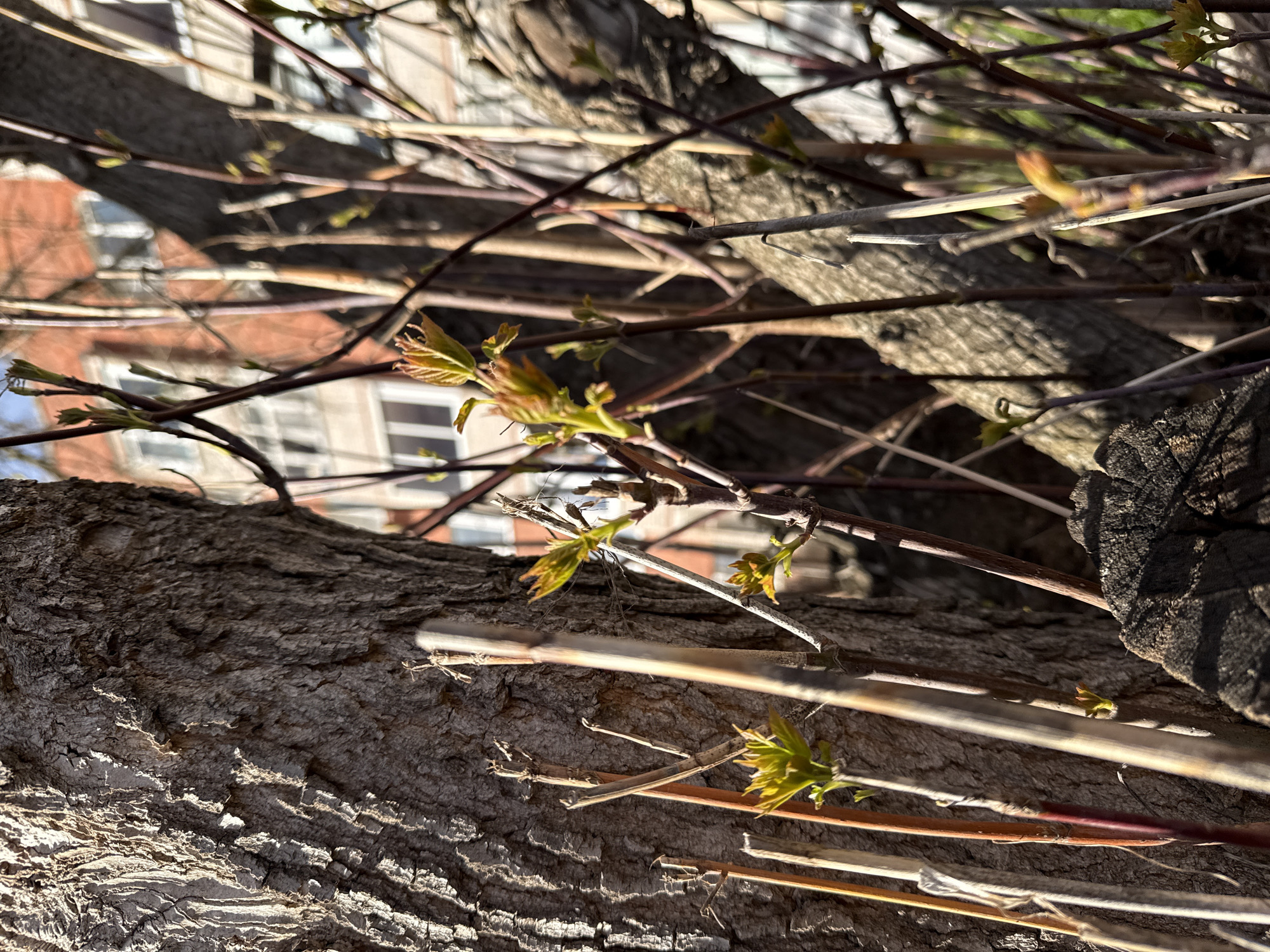 The image displays a close-up perspective of tree branches and trunks, with a focus on fresh spring growth. The foreground features thick, textured tree bark, predominantly in shades of brown and gray, heavily illuminated by direct sunlight which creates distinct shadows and highlights the rugged surface. Numerous thinner branches, some reddish-brown and others lighter, crisscross the frame.
Many of these smaller branches are adorned with newly sprouted, light green leaves and buds, indicating the season is spring. The vibrant green of the emerging foliage contrasts with the darker tones of the older wood. In the blurred background, partially obscured by the branches, a reddish-orange brick building with white-framed windows is visible. The lighting suggests a sunny day, possibly late afternoon or early morning, given the long shadows and warm glow. The scene combines natural elements with an urban or suburban backdrop. No text is visible in the image.