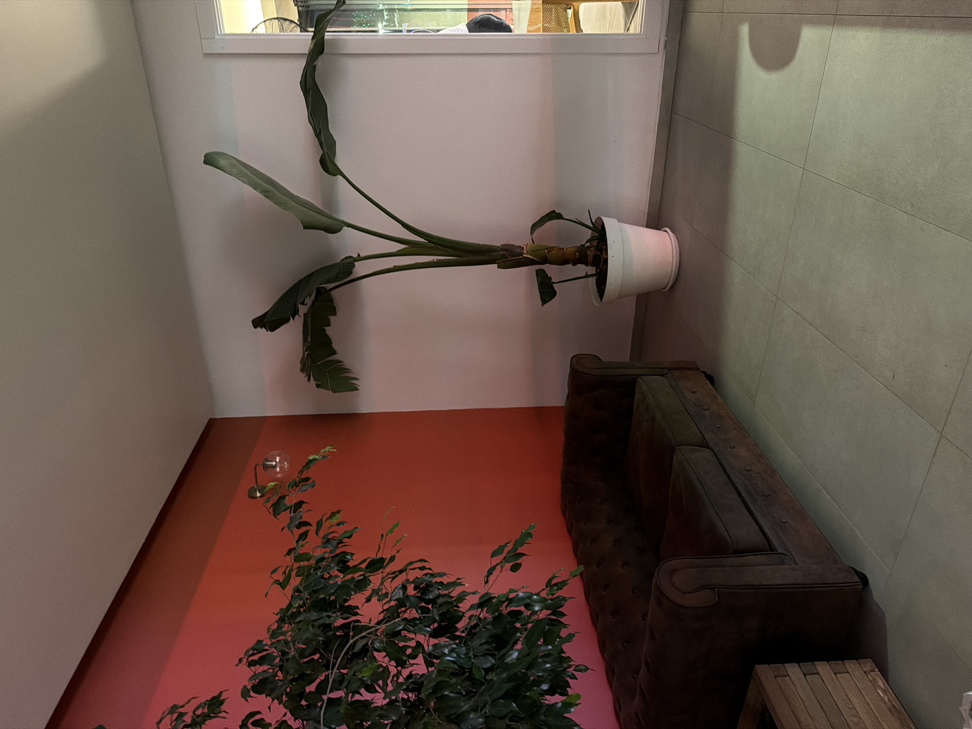 The image shows an indoor scene in Sant Antoni De Portmany, Spain. A dark brown Chesterfield sofa with tufted upholstery is positioned against a vibrant red wall on the left side of the frame. In front of the sofa, a portion of a wooden crate-like object is visible. To the right of the sofa, a large potted plant with broad, dark green leaves stands in a white planter. The plant appears to be a Bird of Paradise or similar tropical species. The background wall is white, transitioning to a pale pink stripe towards the bottom. The floor is covered with large, light gray square tiles. A doorway or opening on the far right reveals a glimpse of another space with artificial lighting and a cane-backed chair. The lighting in the scene is dim and atmospheric, with some light casting shadows on the floor. There are no people clearly visible in the image.