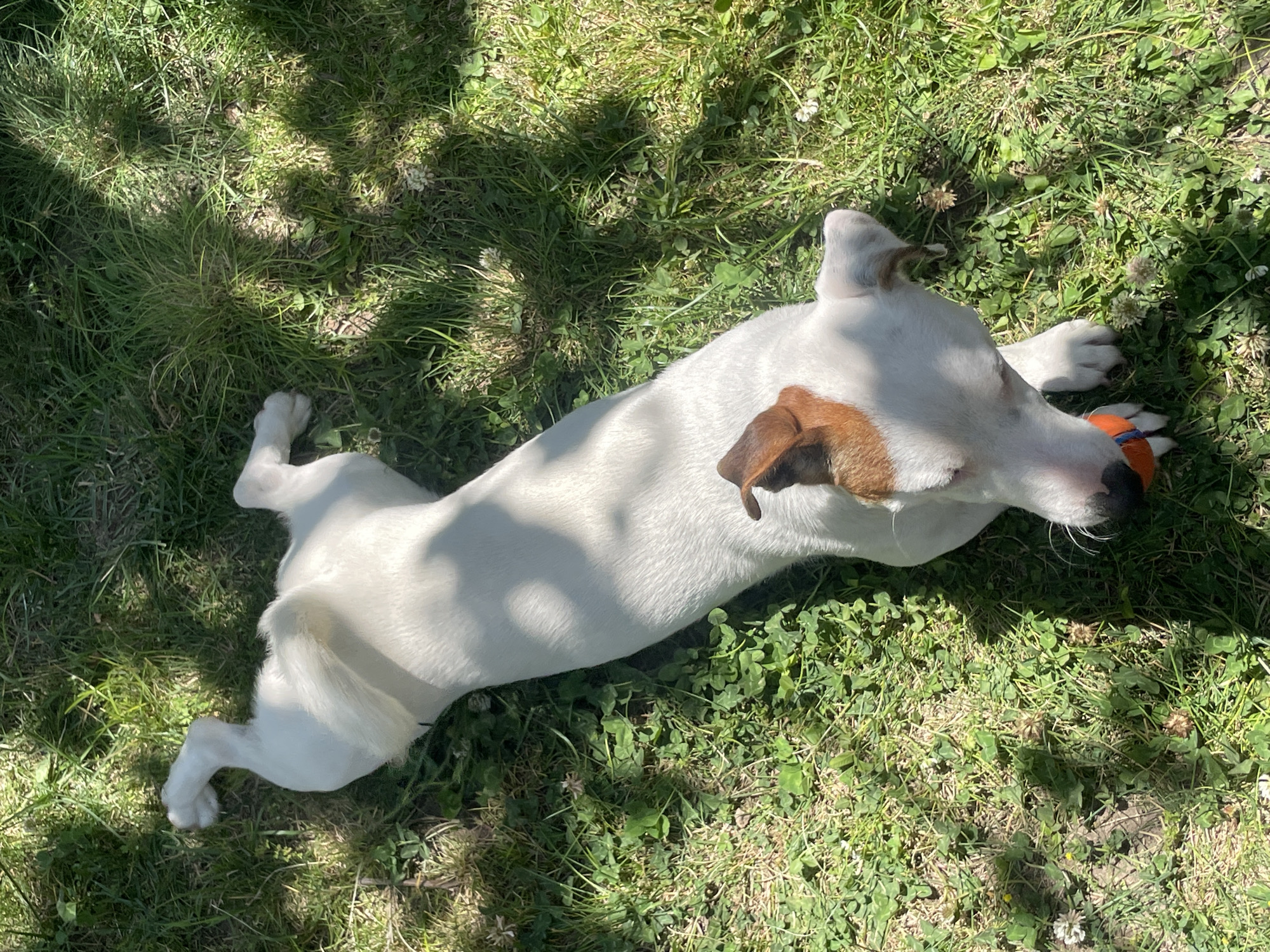 A white Jack Russell Terrier is lying on its back in a patch of grass and clover. The dog has brown markings on its ears and head. It is holding a small orange ball in its mouth. The sun is shining, casting shadows on the grass. The dog appears relaxed and is likely playing or resting outdoors.