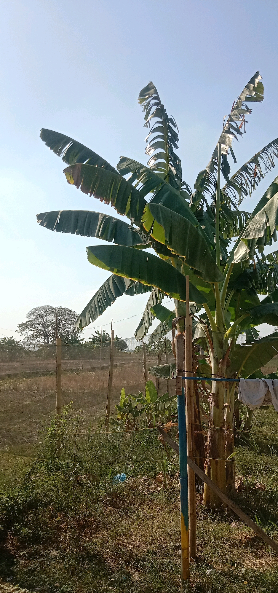 A vertical, medium-shot photograph captures a banana tree against a clear blue sky. The tree's large, green leaves, some tattered, fan out from the trunk, catching the sunlight. In the background, a sparse fence with wooden posts and netting encloses a dry, grassy field. Further in the distance, a large, dense tree with a rounded canopy stands out against the horizon, with more banana trees and vegetation visible. A blue plastic bag is present amongst the dry grass and foliage in the foreground. The scene appears to be an agricultural area, possibly a farm or plantation, in Cangkring, Rembang, Indonesia, bathed in the bright light of day.
