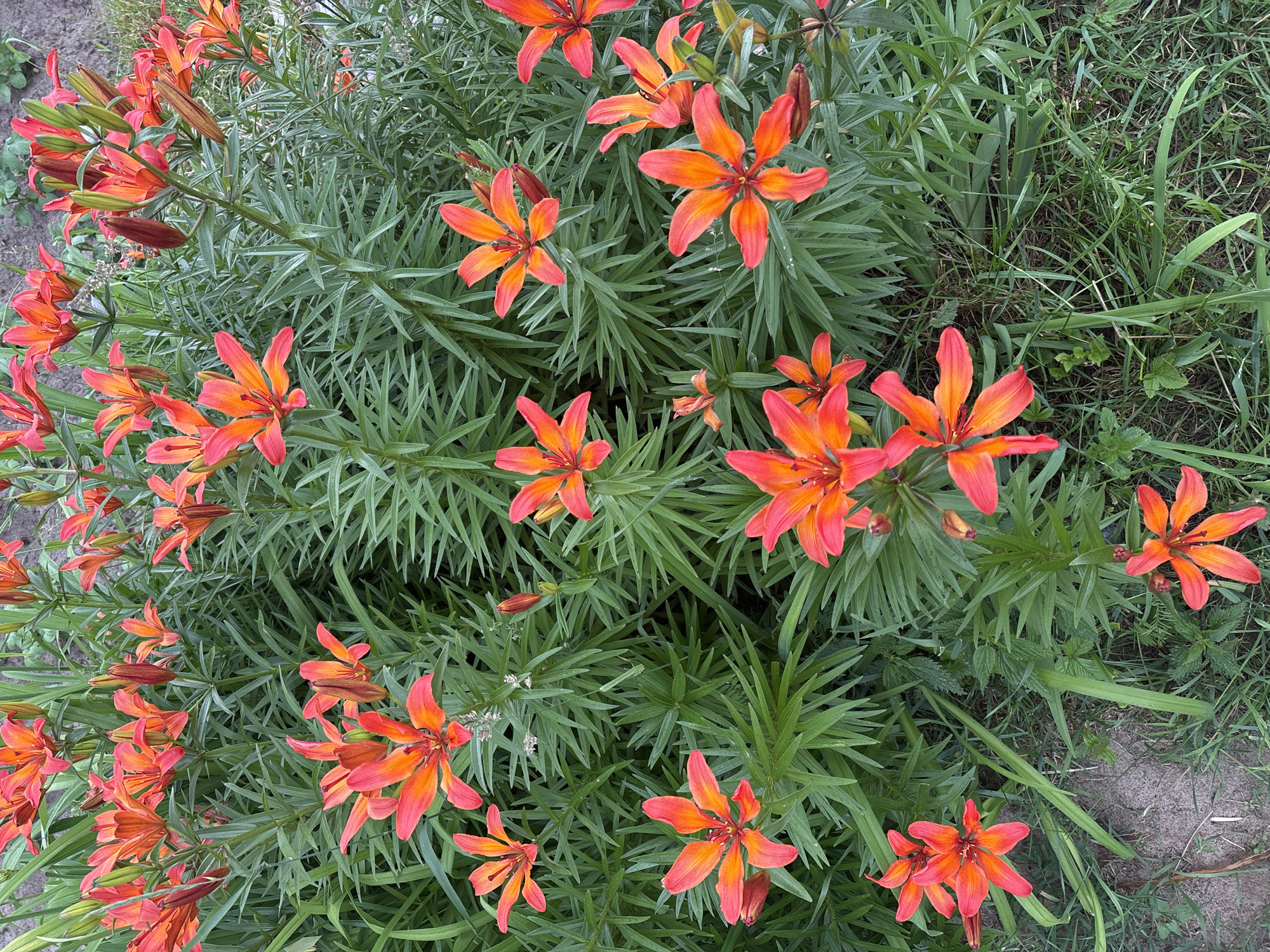 This is a close-up, overhead shot of a cluster of bright orange and pink lilies in full bloom. The lilies have six petals each, with some petals curved inwards and others unfurling outwards. The flowers are densely packed together amidst lush, dark green, lance-shaped leaves. Some of the lily buds are still closed, appearing as dark reddish-brown spikes. The ground beneath the flowers is visible in patches, showing a mix of dry dirt and green grass, with a few small weeds interspersed. The lighting suggests it is daytime, with soft shadows indicating an overcast sky or shaded conditions. The scene depicts a natural, outdoor setting, likely a garden or a wild patch of flowers. The image is likely from the city of Kurgan, Russia, given the prompt.