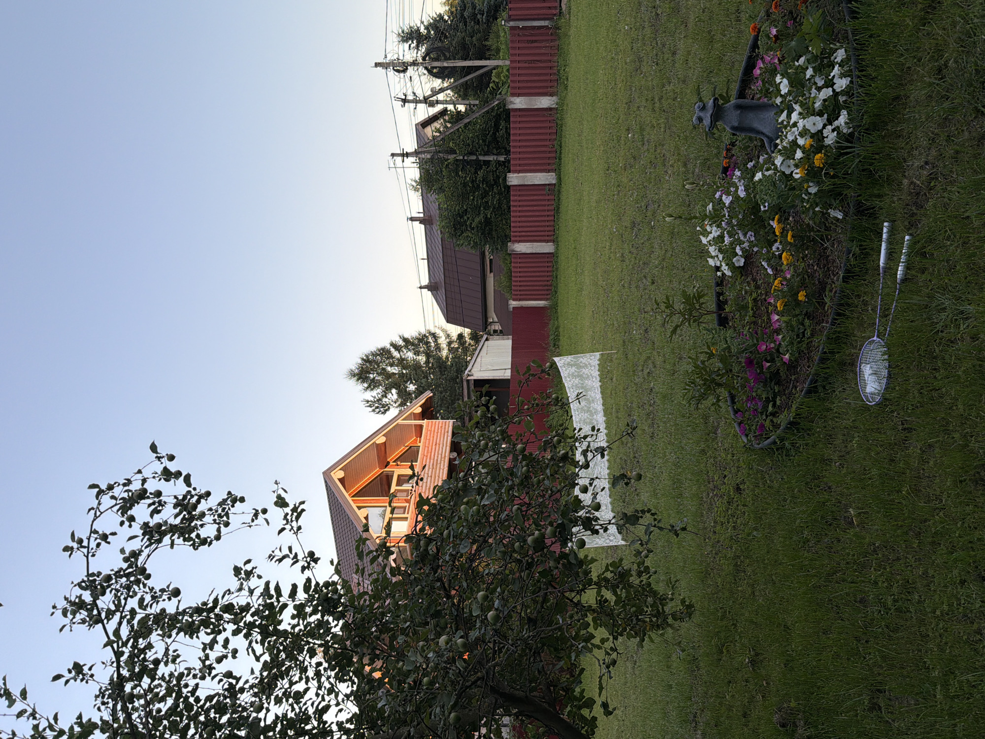 An outdoor scene in Novosaratovka, Russia depicts a property with a wooden house in the background, featuring a prominent balcony with railings and a gabled roof. In the foreground, an apple tree with green fruit and leaves is visible on the left. A white, net-like object is draped over a branch of the tree. A flowerbed in the lower right quadrant of the image contains a frog statue and various flowers, including white, pink, and yellow blooms. Two badminton rackets lie on the grass in front of the flowerbed. A red fence runs along the property line in the middle ground, separating it from neighboring structures and trees. Power lines and poles are also present in the background. The sky is clear and pale blue, suggesting it is either early morning or late evening. The overall environment is a suburban or rural residential setting.
