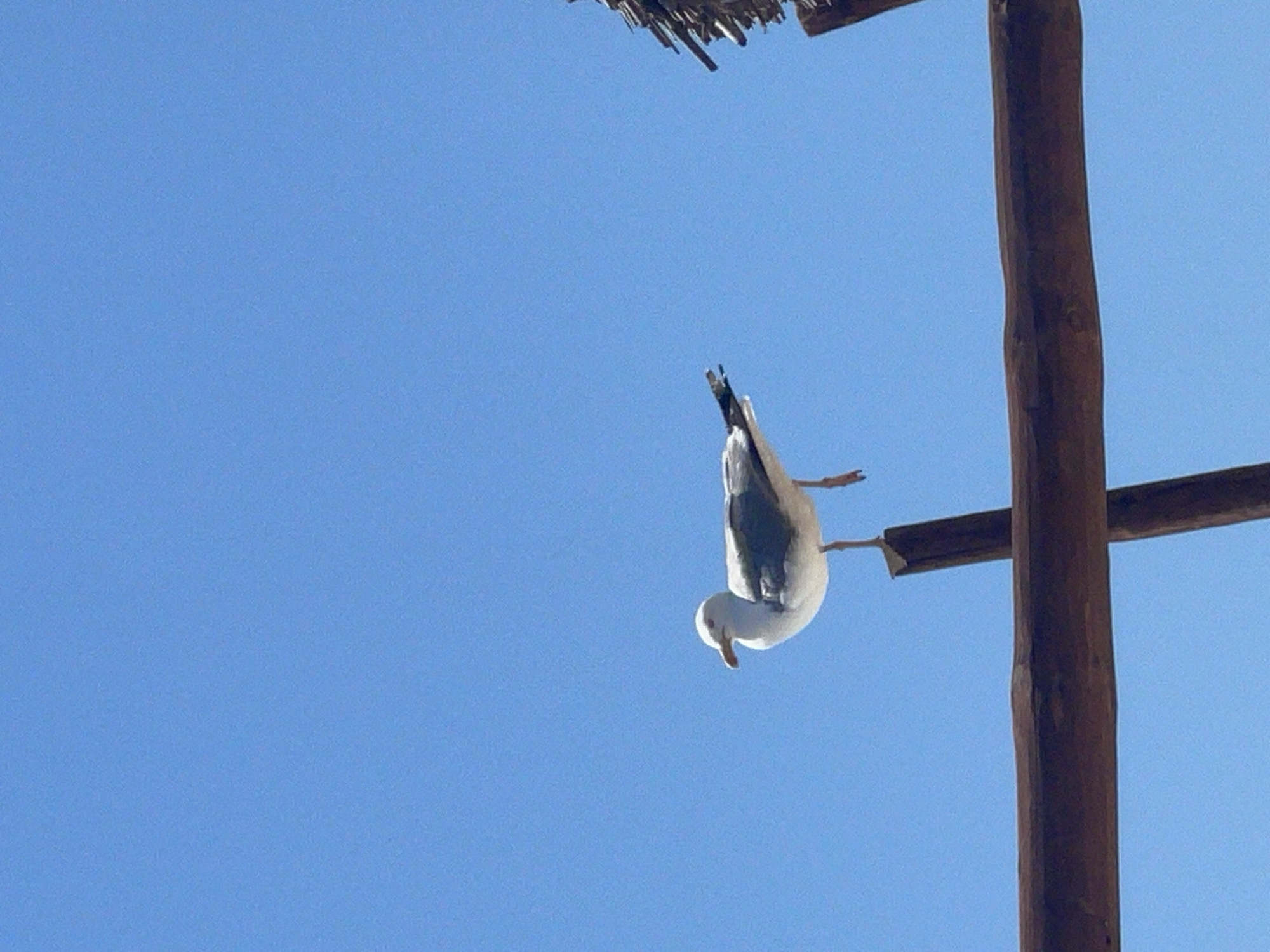 A solitary seagull with gray and white plumage is perched on a wooden beam under a clear blue sky. The seagull is facing left, with its left leg extended as if in motion. Behind it, a portion of a thatched structure is visible, likely part of a beach umbrella or similar seaside amenity. The wooden beam appears to be part of a weathered, possibly rustic, construction. The scene is devoid of any human presence, suggesting a quiet, natural moment captured by the camera. The image does not provide specific details about the city of Keramoti, Greece, beyond what can be inferred from the typical coastal environment depicted.