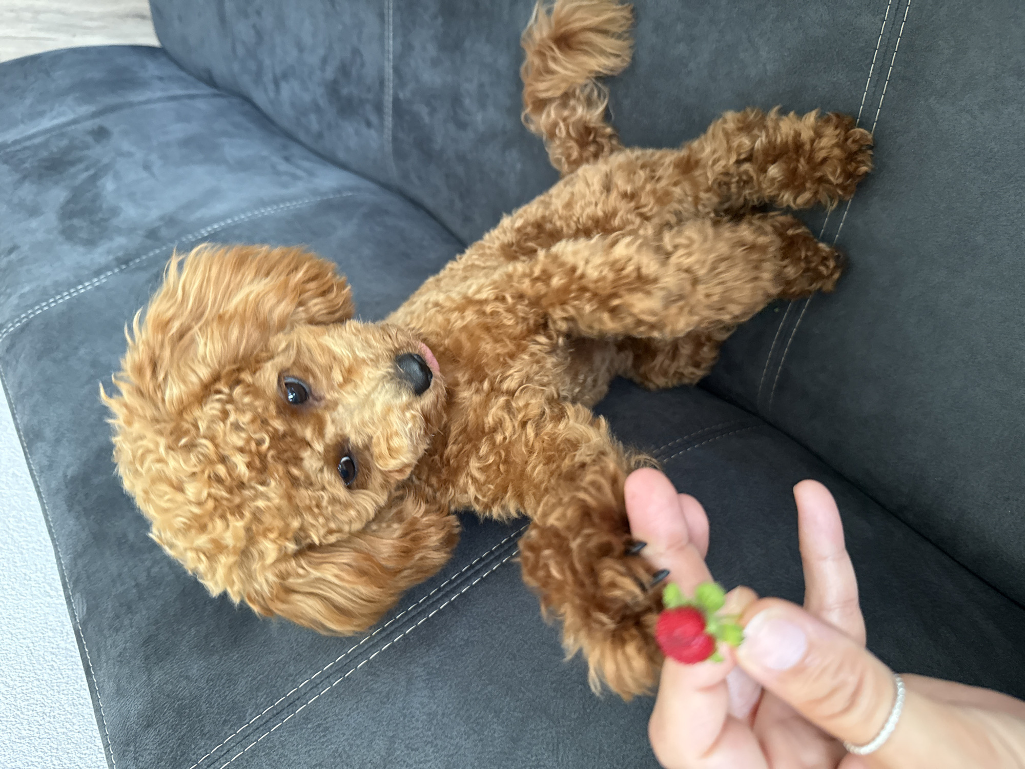 A toy poodle with curly, light brown fur sits on a dark gray sofa, its front paws reaching towards a person's hand. The person is holding a small, red, berry-like object with green leaves. The poodle's tongue is slightly visible, sticking out to the side. The sofa has visible stitching lines. The background is out of focus, showing a textured wall and the edge of the sofa. The image was taken indoors.