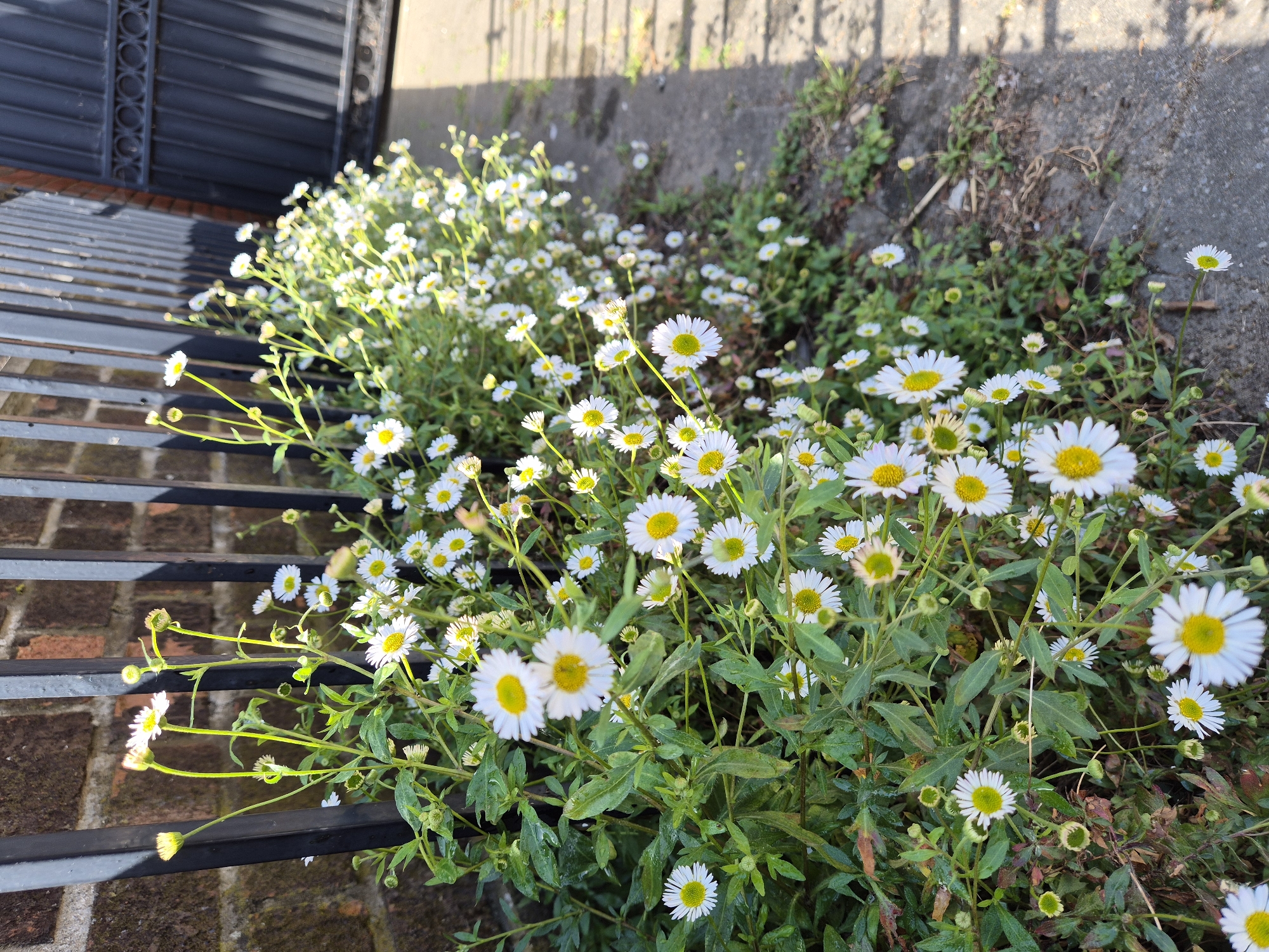 The image shows a patch of Erigeron karvinskianus flowers, commonly known as Mexican fleabane or daisy fleabane, growing next to a set of stairs. The location is likely in West Suffolk, United Kingdom, based on the user's prompt.
The flowers have white petals and yellow centers, and they grow densely among green foliage. The stairs are made of brick and metal, with some moss visible on the brick surfaces.
The background includes a gray concrete wall and additional greenery. The scene is lit by sunlight. There are no people visible in the image. The primary subjects are the flowers and the stairs.