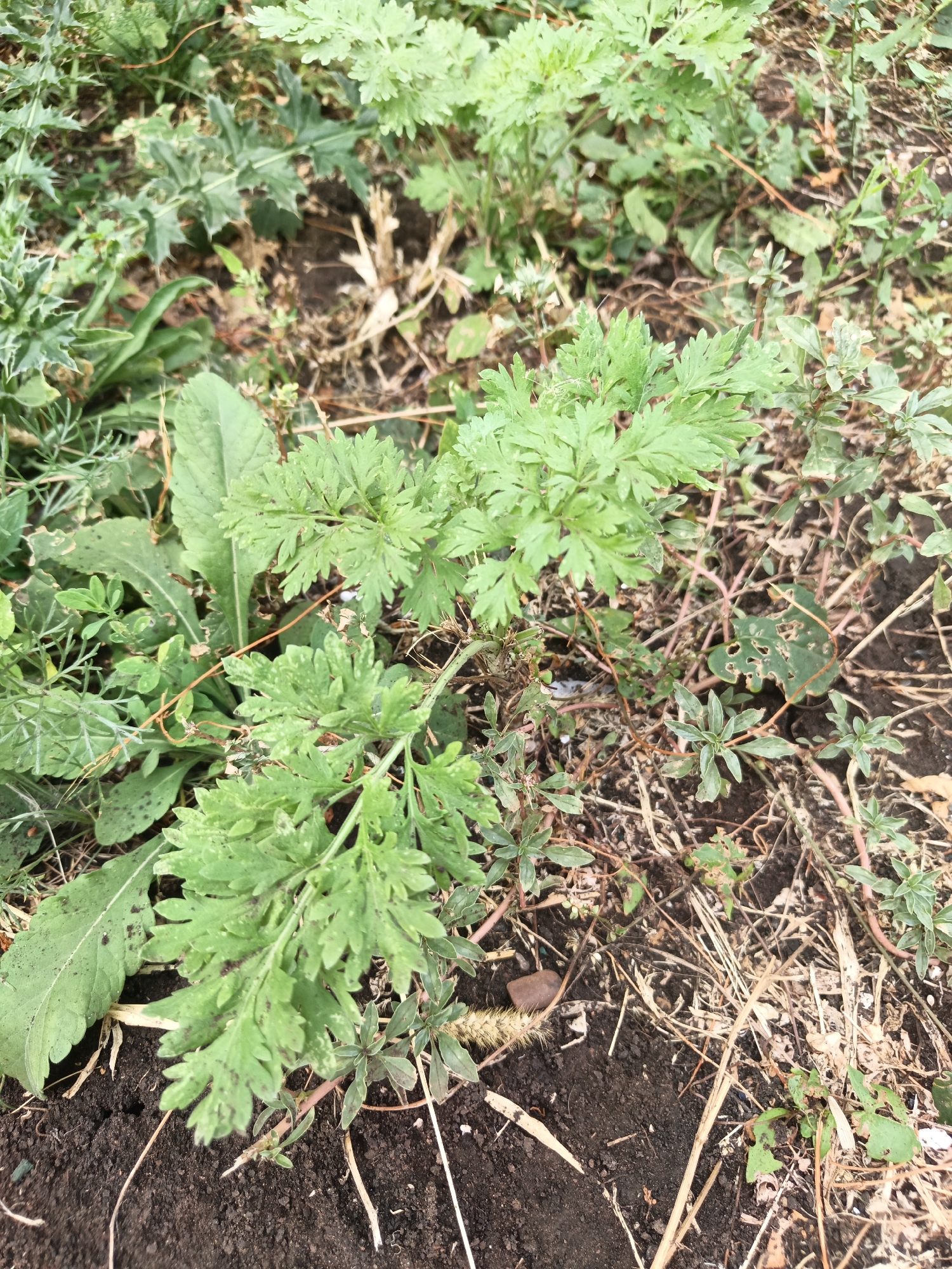 An overhead, medium shot captures a cluster of green foliage and soil in what appears to be an outdoor, uncultivated area. The plants are varied, with some featuring feathery, dissected leaves and others displaying broader, toothed leaves. The ground is a mix of dark soil, dry grass, and scattered twigs. There are no discernible man-made structures or individuals present in the frame. The lighting suggests it is daytime.