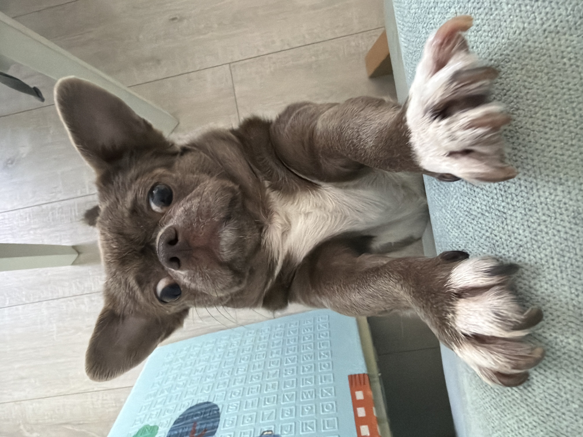A brown and white dog lies on its back, paws clinging to the edge of a light blue couch. The dog is positioned near a blue alphabet play mat and light-colored wooden floor. No people are visible. The location cannot be identified in Votkinsk, Russia.