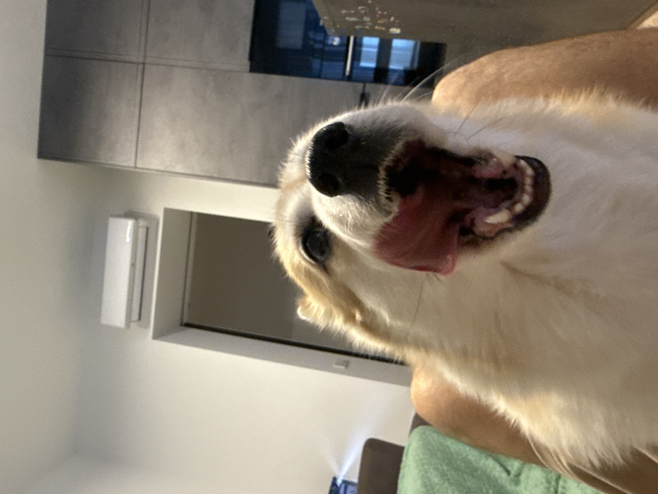 A close-up, tilted perspective reveals a dog's face, mostly white with tan patches. The dog's nose is black, and its mouth is open, with its tongue extended slightly to the side. The background features a light-colored wall, a window, and a gray cabinet. A white object is attached to the wall. The dog is in someone's lap, with a green cloth visible.