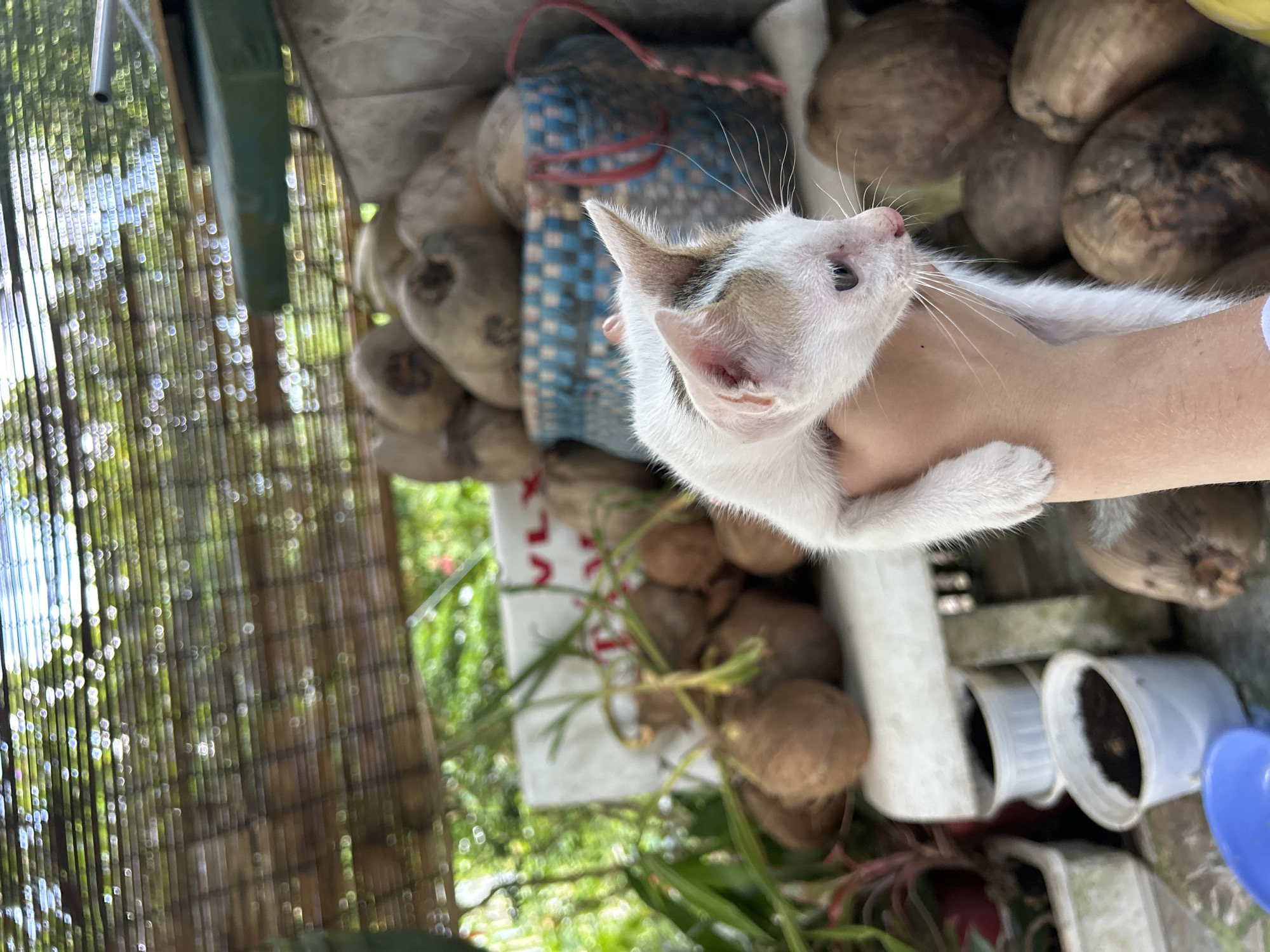 A person's hand holds a white kitten with brown markings on its head. The kitten is looking to the right, with its eyes partially closed. In the background, there are coconuts, plants in pots, and a woven basket. The scene appears to be outdoors, possibly in a rural area of An Hữu, Vietnam, with a bamboo-like covering overhead providing shade.