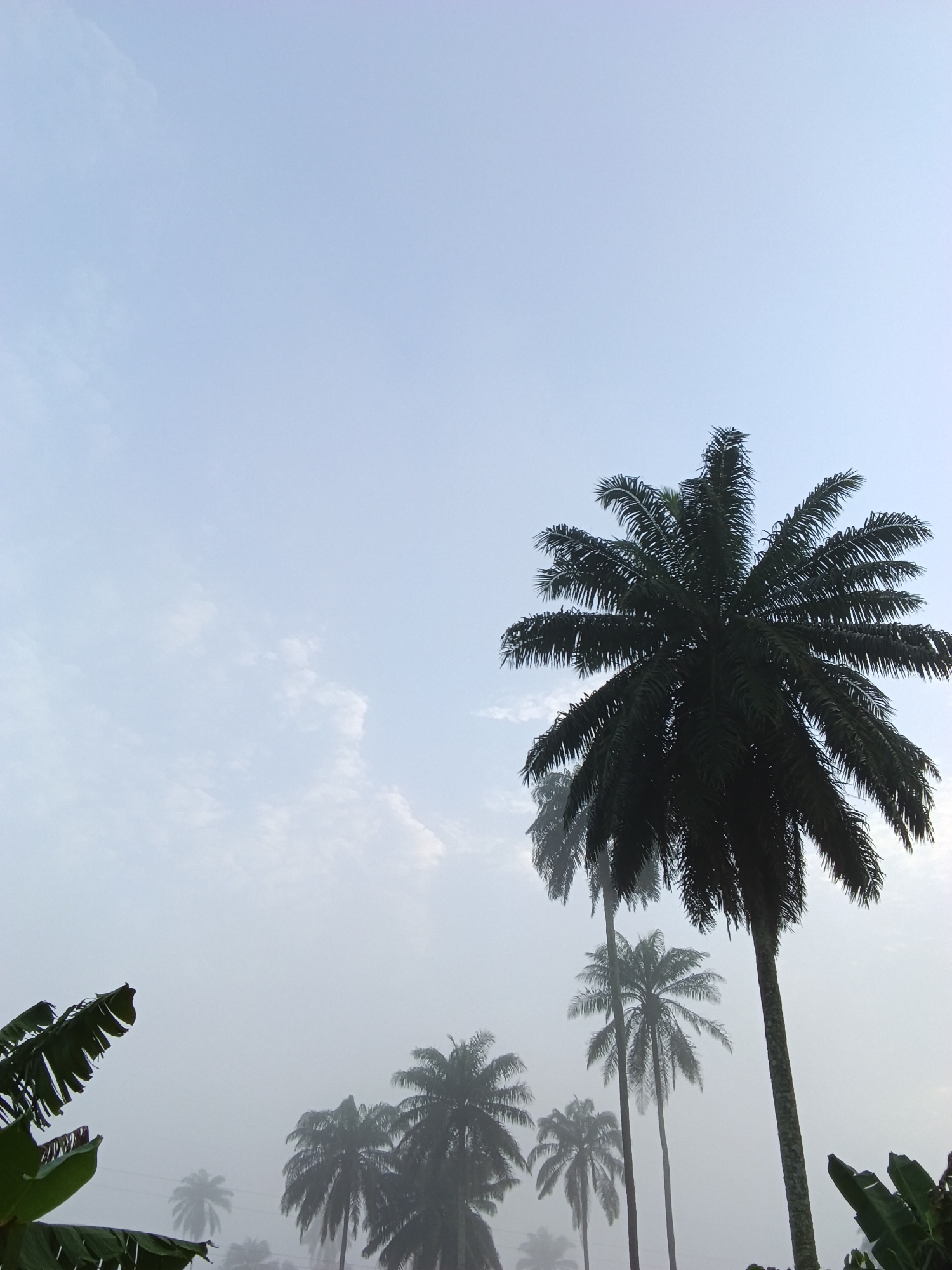 The image depicts a foggy morning scene in a tropical environment with several palm trees silhouetted against a pale blue sky. In the foreground, on the left, parts of large green leaves, likely from banana plants, are visible. The most prominent feature is a large palm tree in the upper right quadrant, its dark fronds spread widely. Several other palm trees are scattered throughout the scene, some appearing closer and more defined, while others are more distant and obscured by the fog, giving them a hazy, ethereal appearance. The sky is a soft, light blue with faint wisps of clouds. The overall impression is one of a serene, misty dawn in a natural landscape.